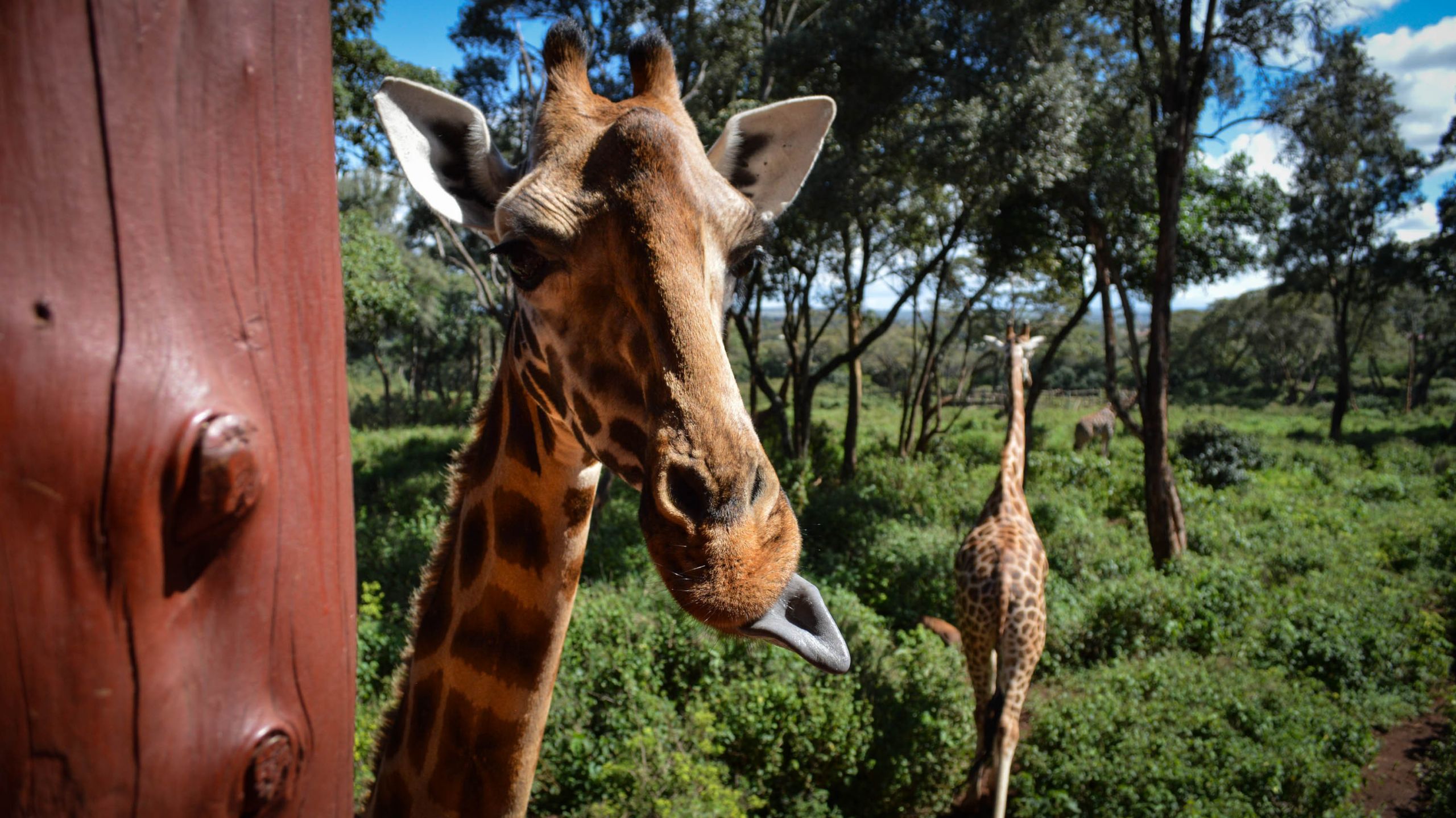 15 giraffe center near nairobi photo by joe yogerst