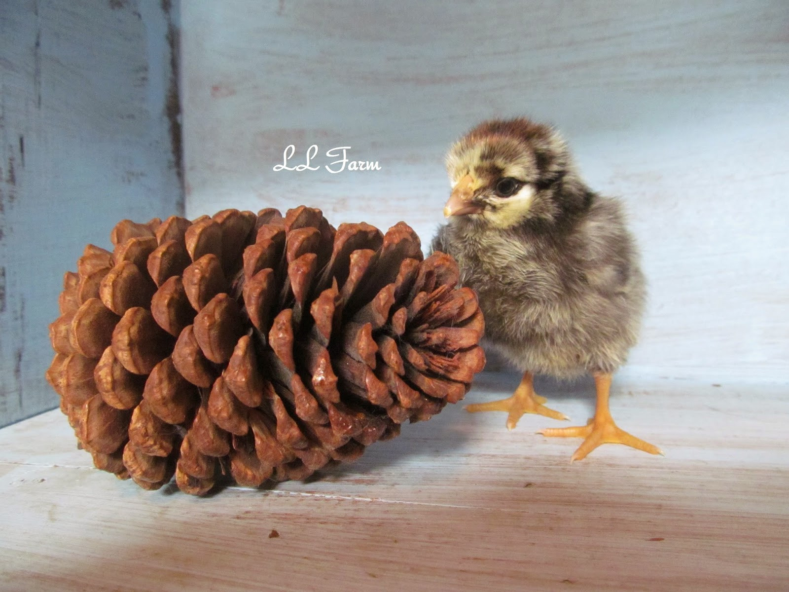 silver laced and a pine cone