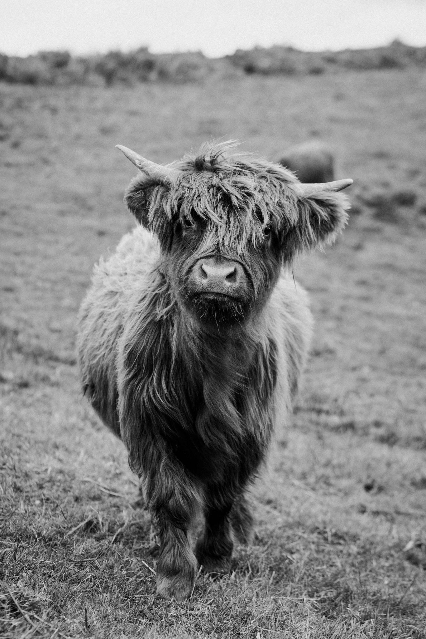 5 Farm Animals Photography Black and White - AMP