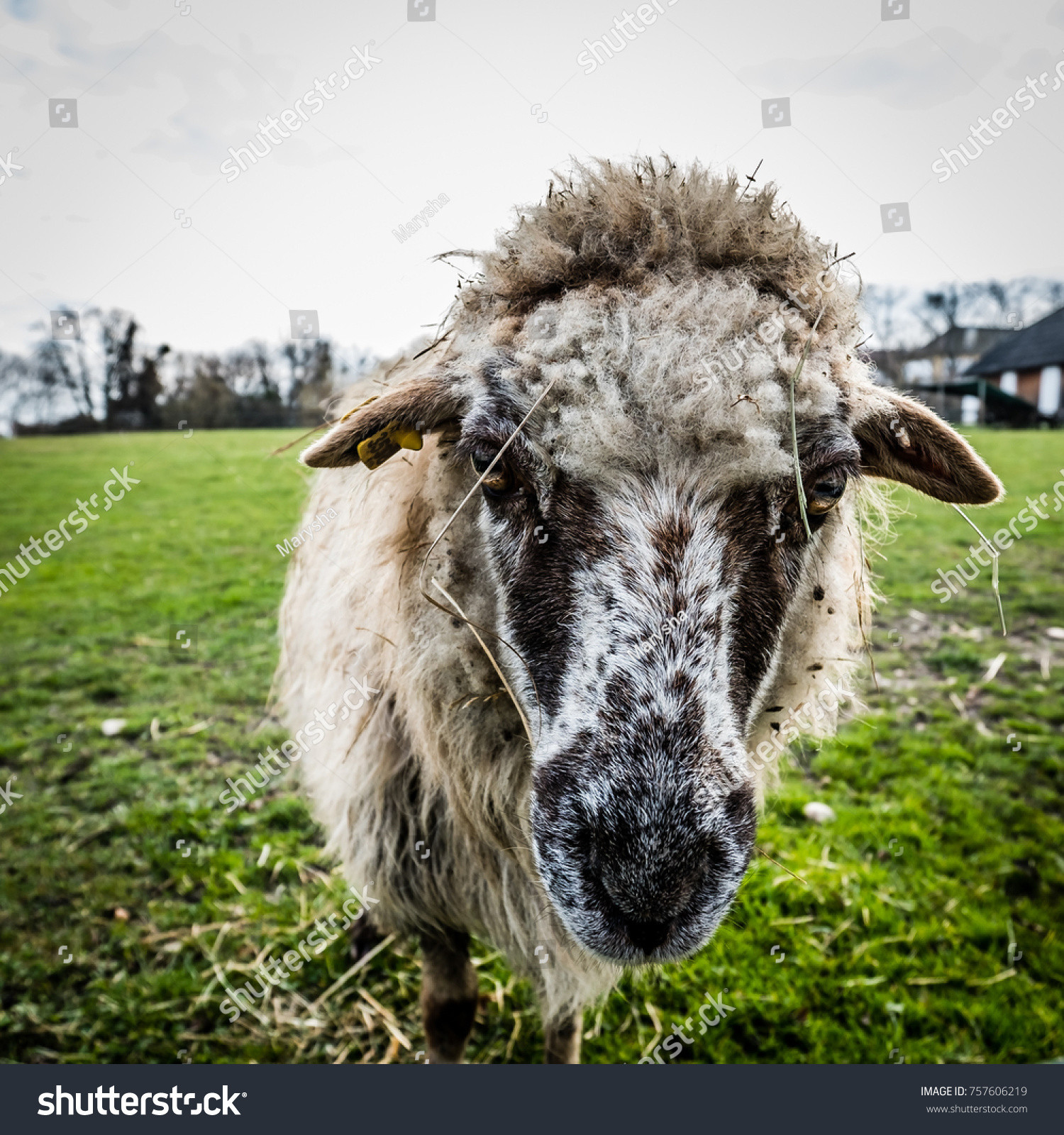stock photo head od a sad sheep