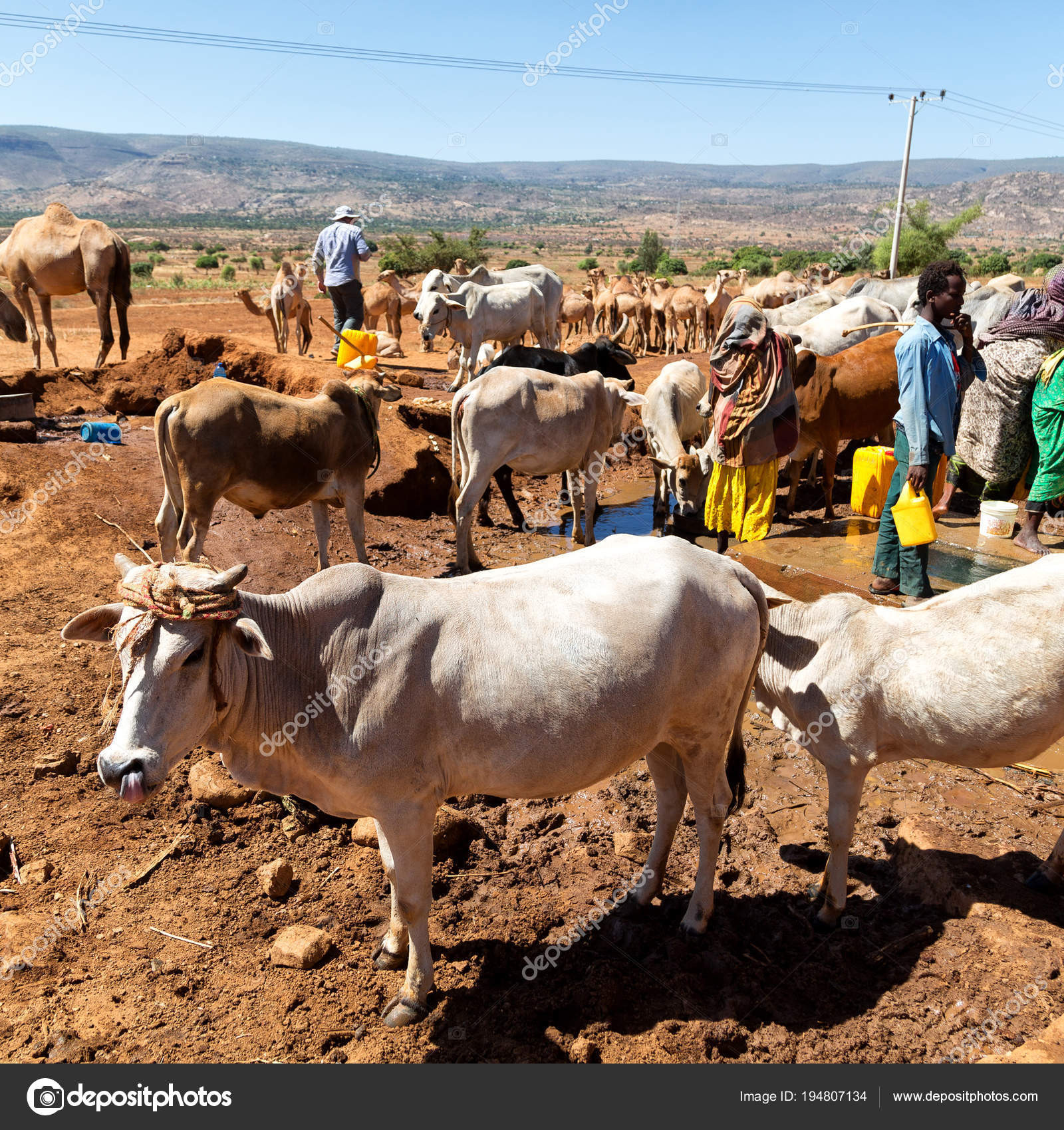 depositphotos stock photo africa in the animal market