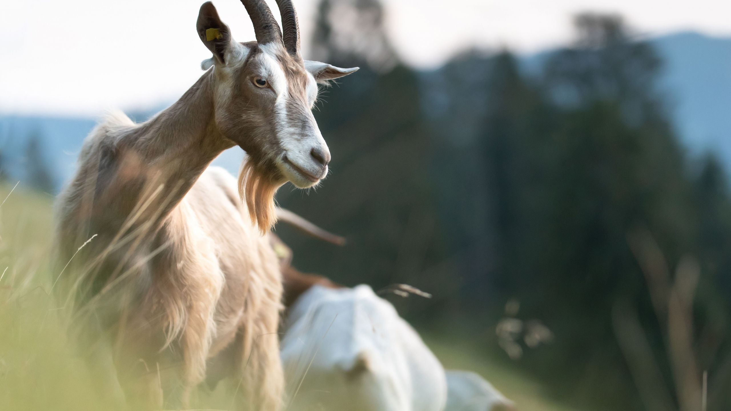 close up of goat on pasture 5c3e e0fb ab3e