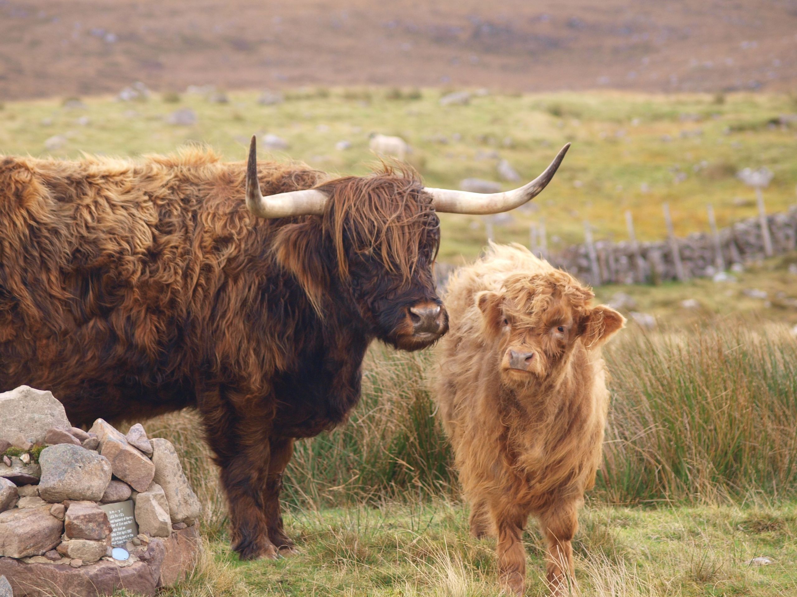 Farm Animals Photography Country Living