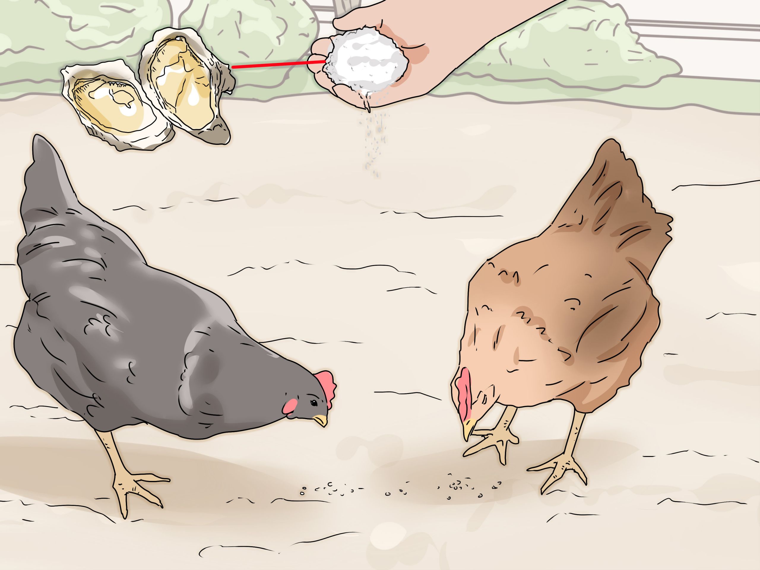 Feed Eggshells to Chickens Step 10