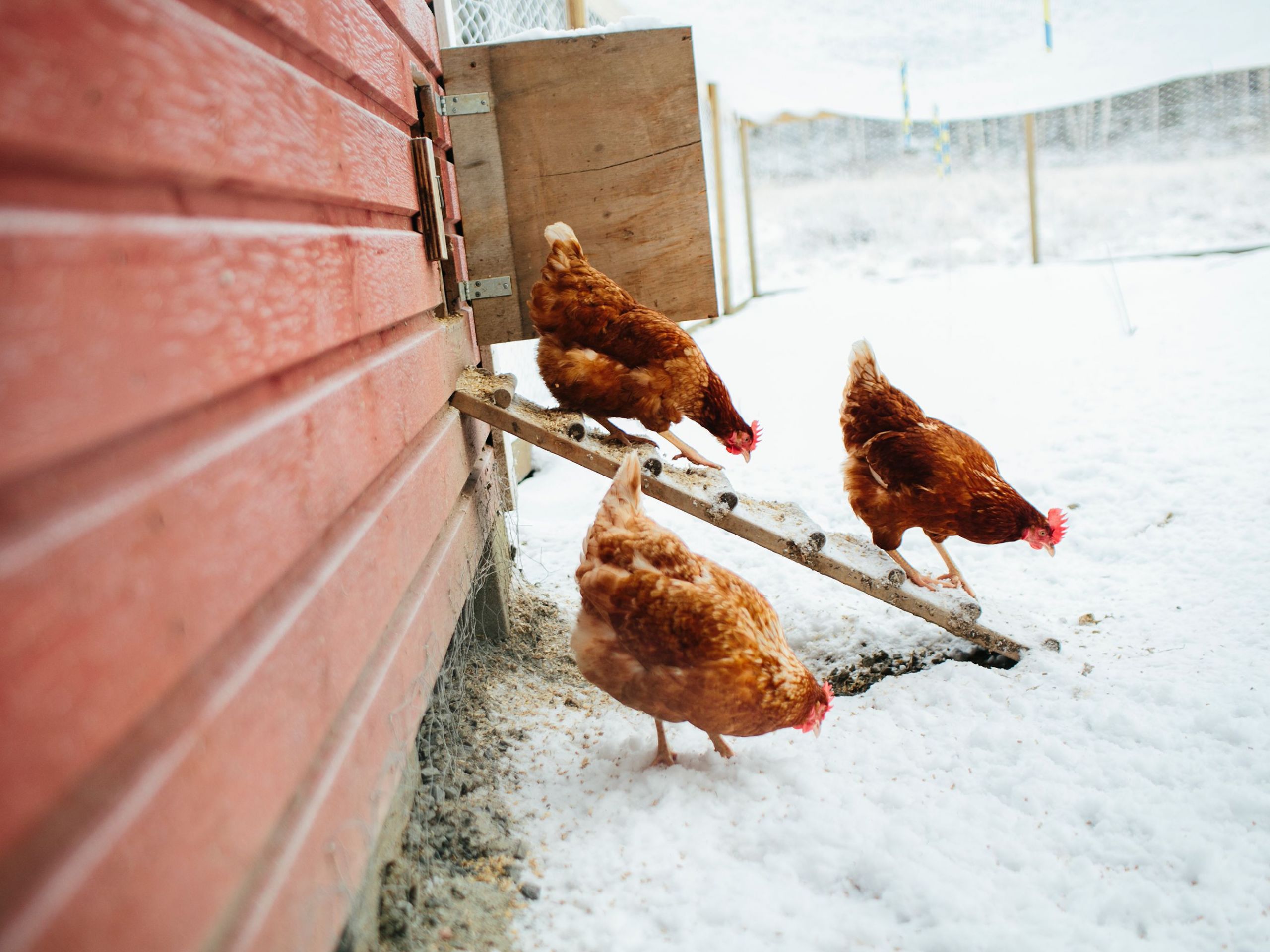 Farm Animals Photography Hens