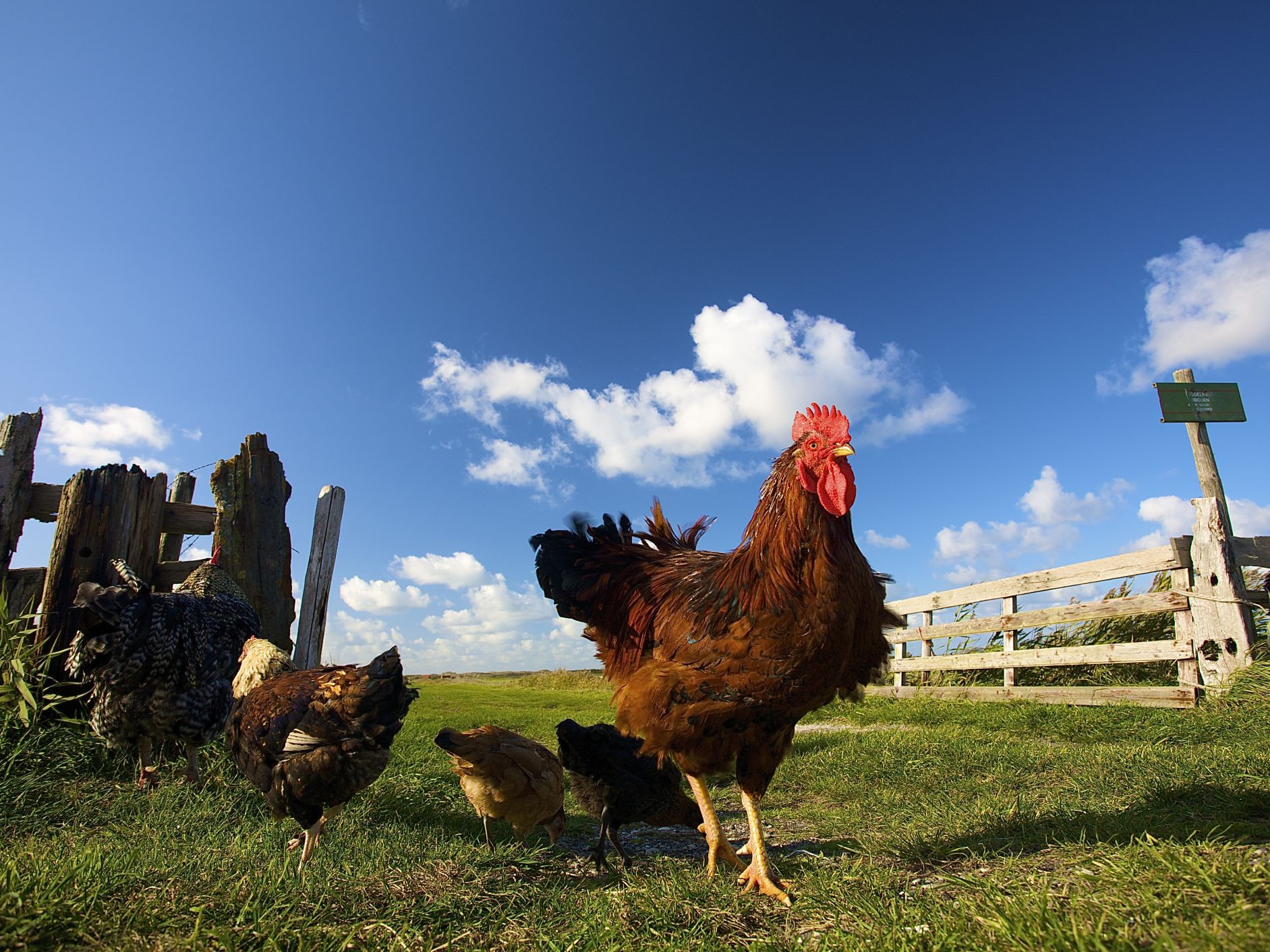 Farm Animals Photography Hens