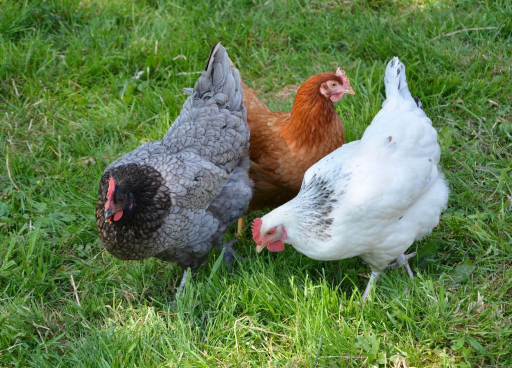 6 Farm Animals Photography Hens - AMP