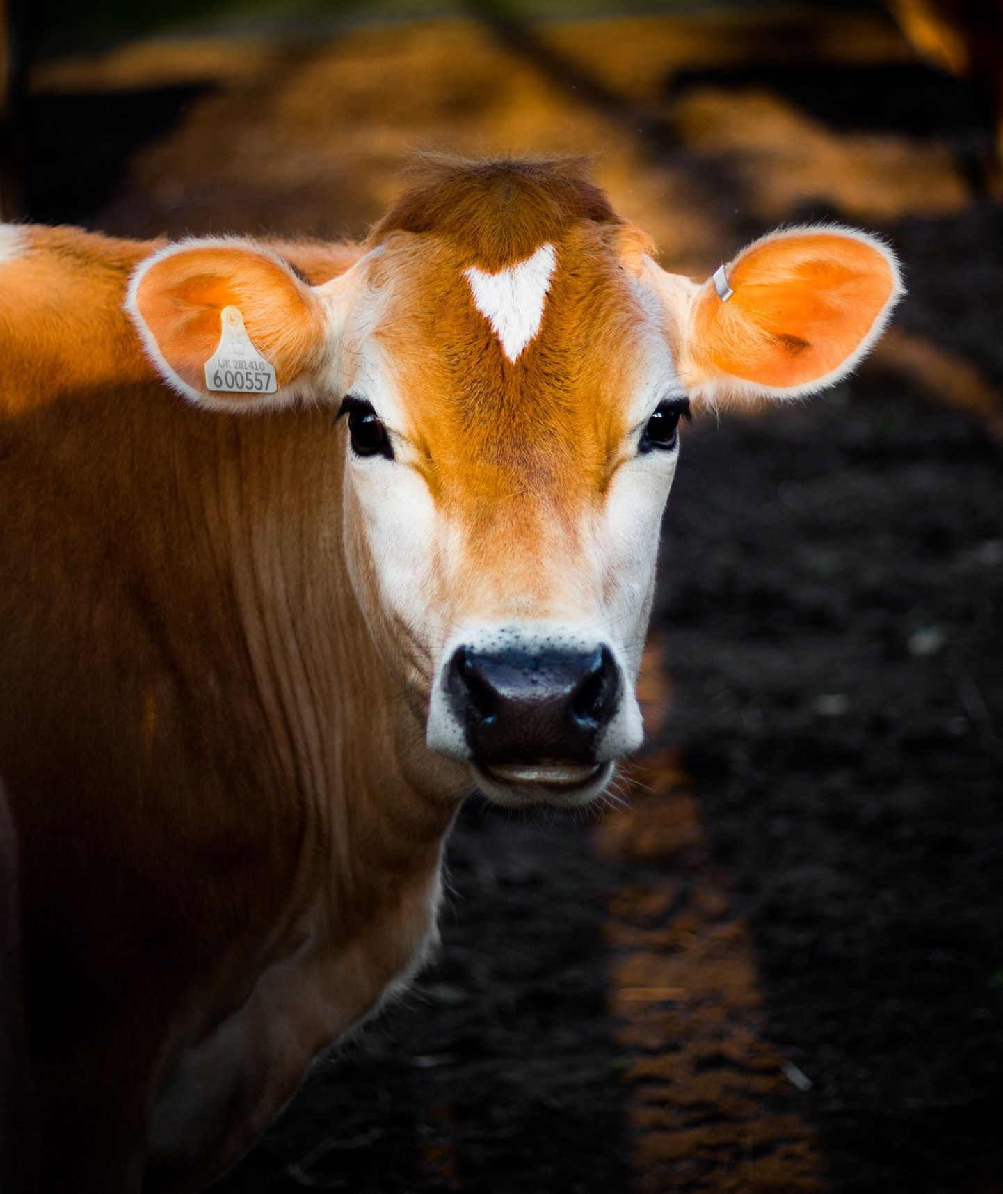 Farm Animals Photography Kids