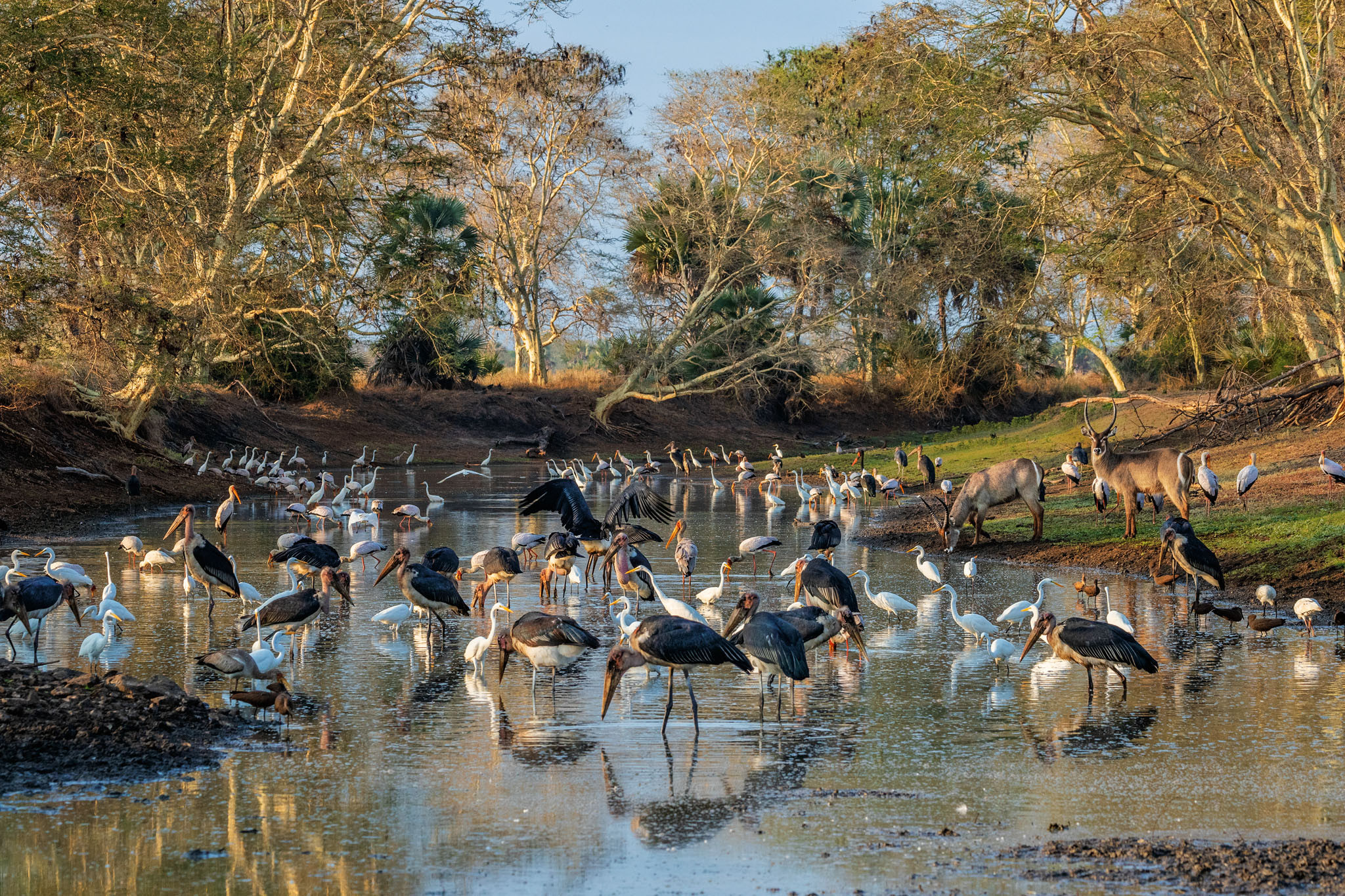 gorongosa national wildlife park 12