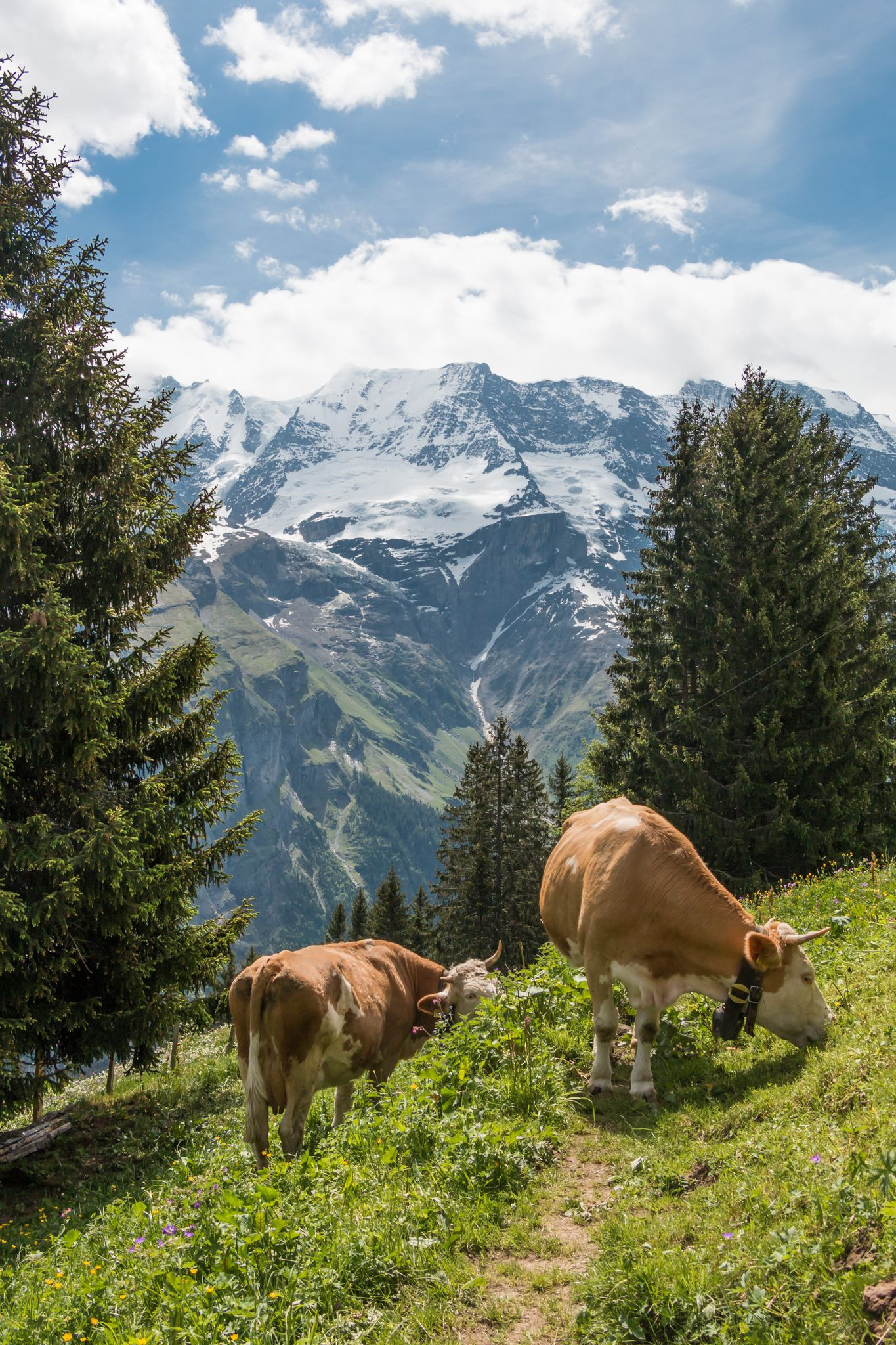 Farm Animals Photography Nature