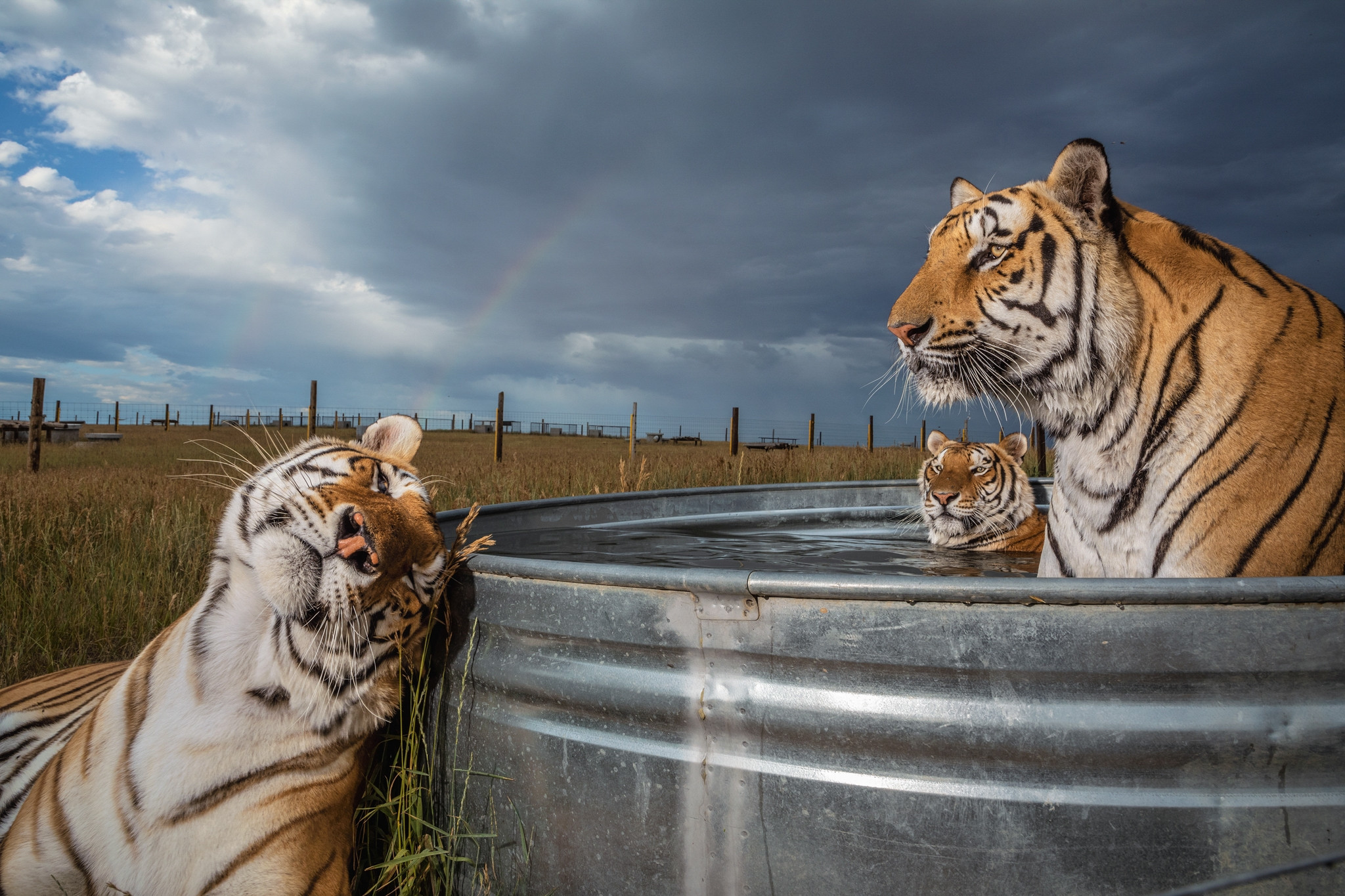 bathing tigers