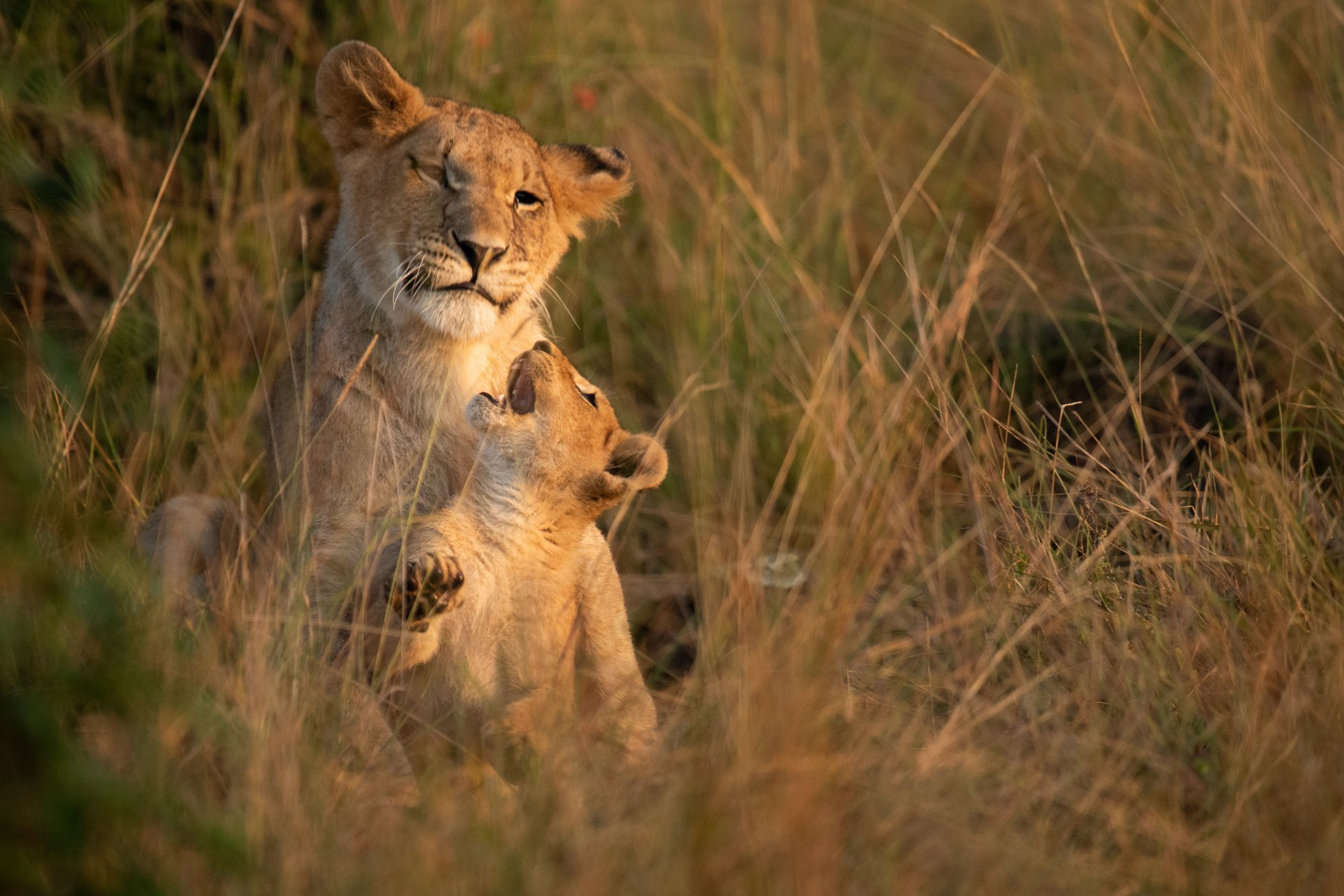 lion masaimara