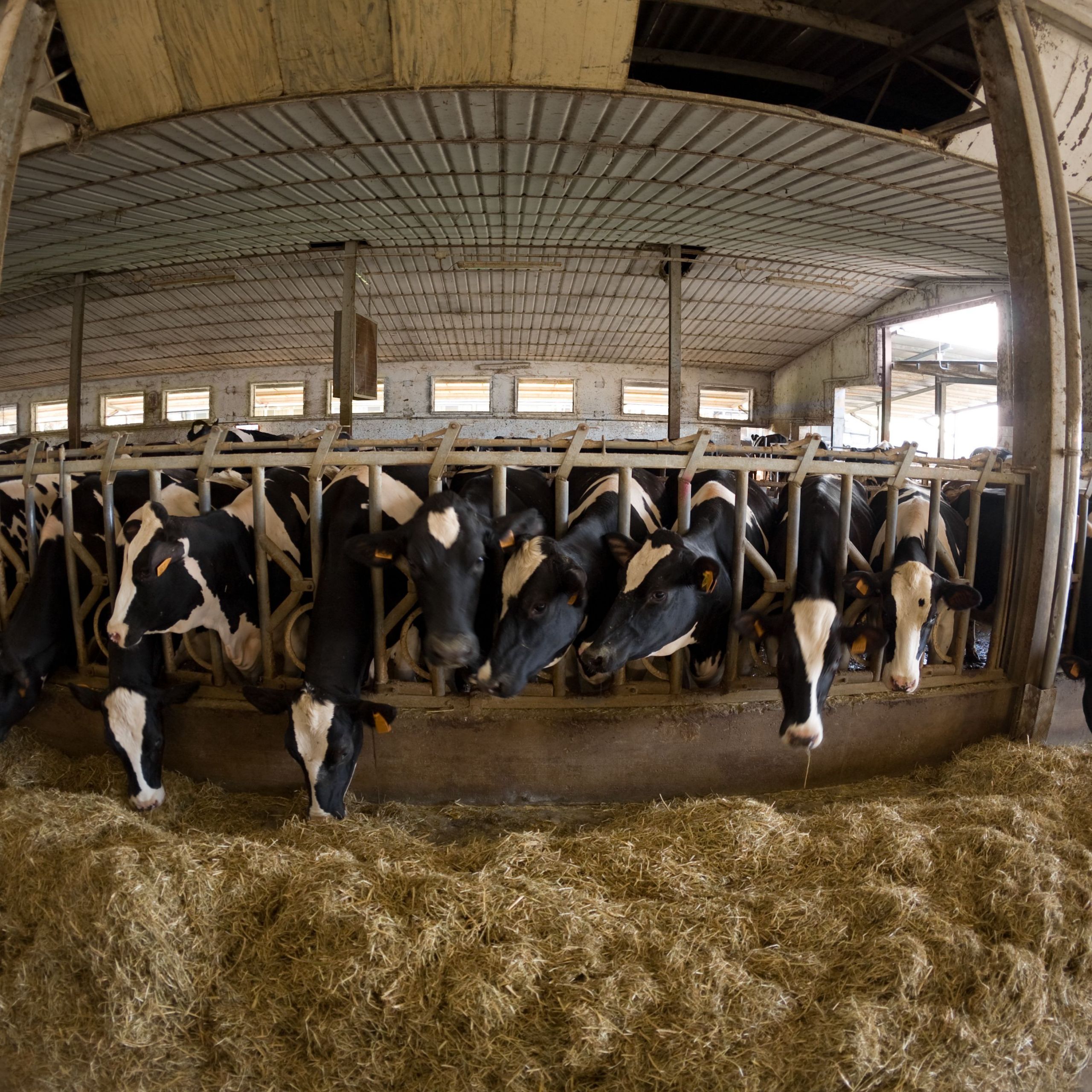 fisheye photo of cow breeding e83df78caebcf97b10