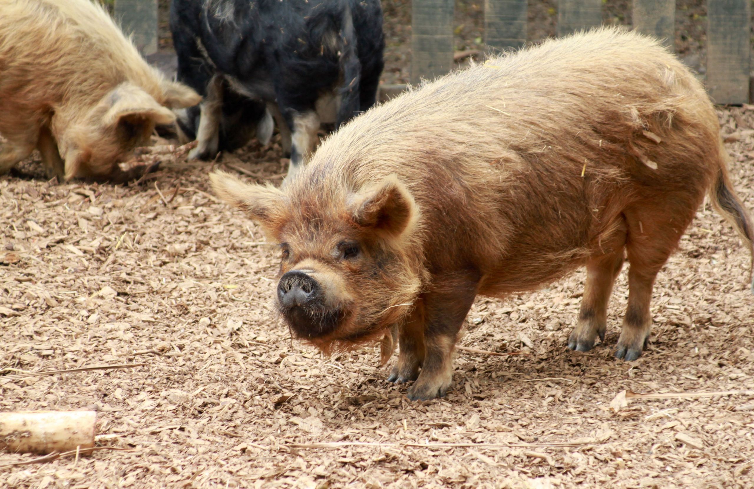 Farm Animals Photography Pig