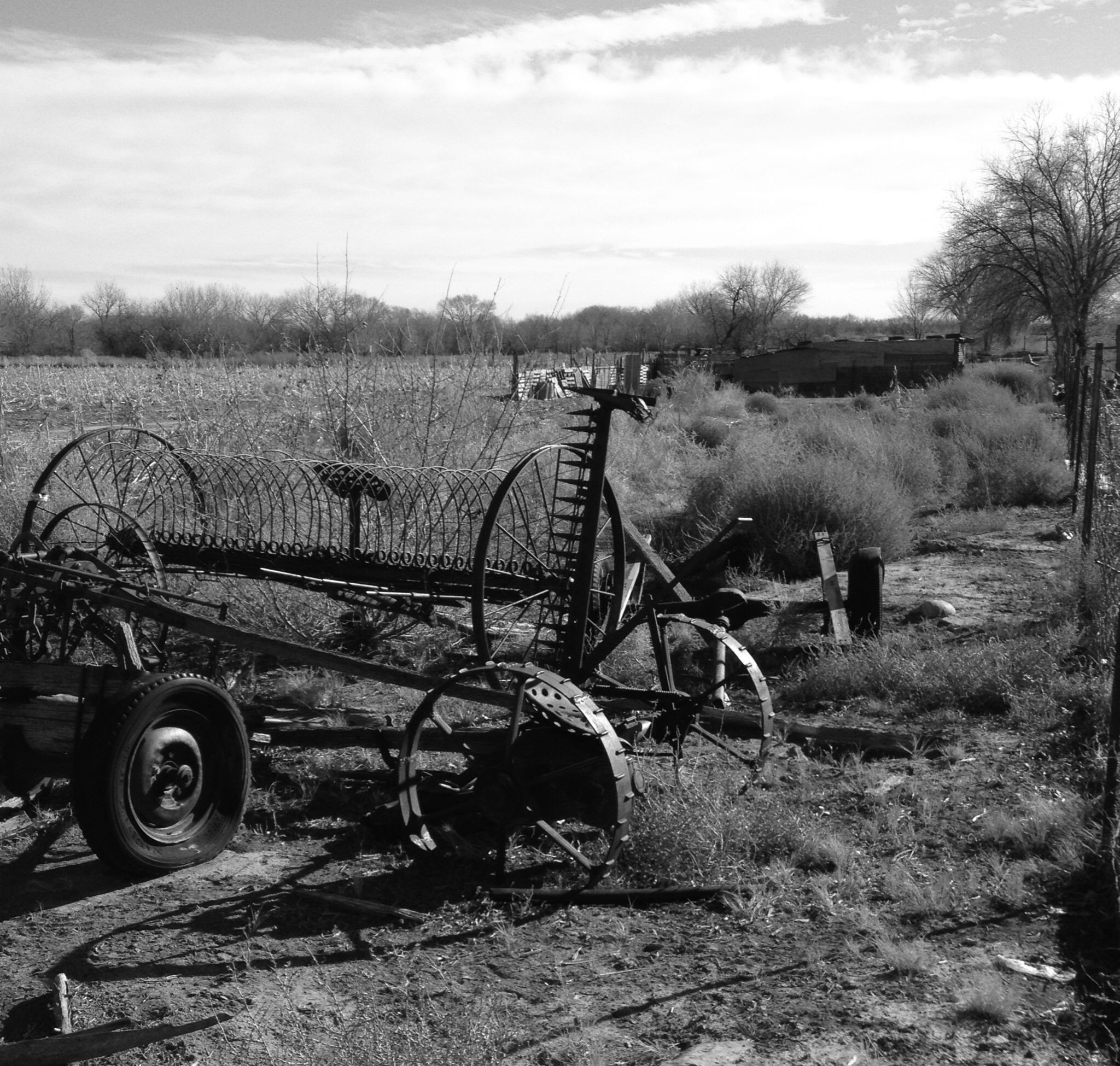 Farm Animals Photography Vintage Photos