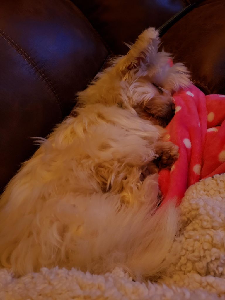 7 Farm Animals Pictures for Nursery AMP