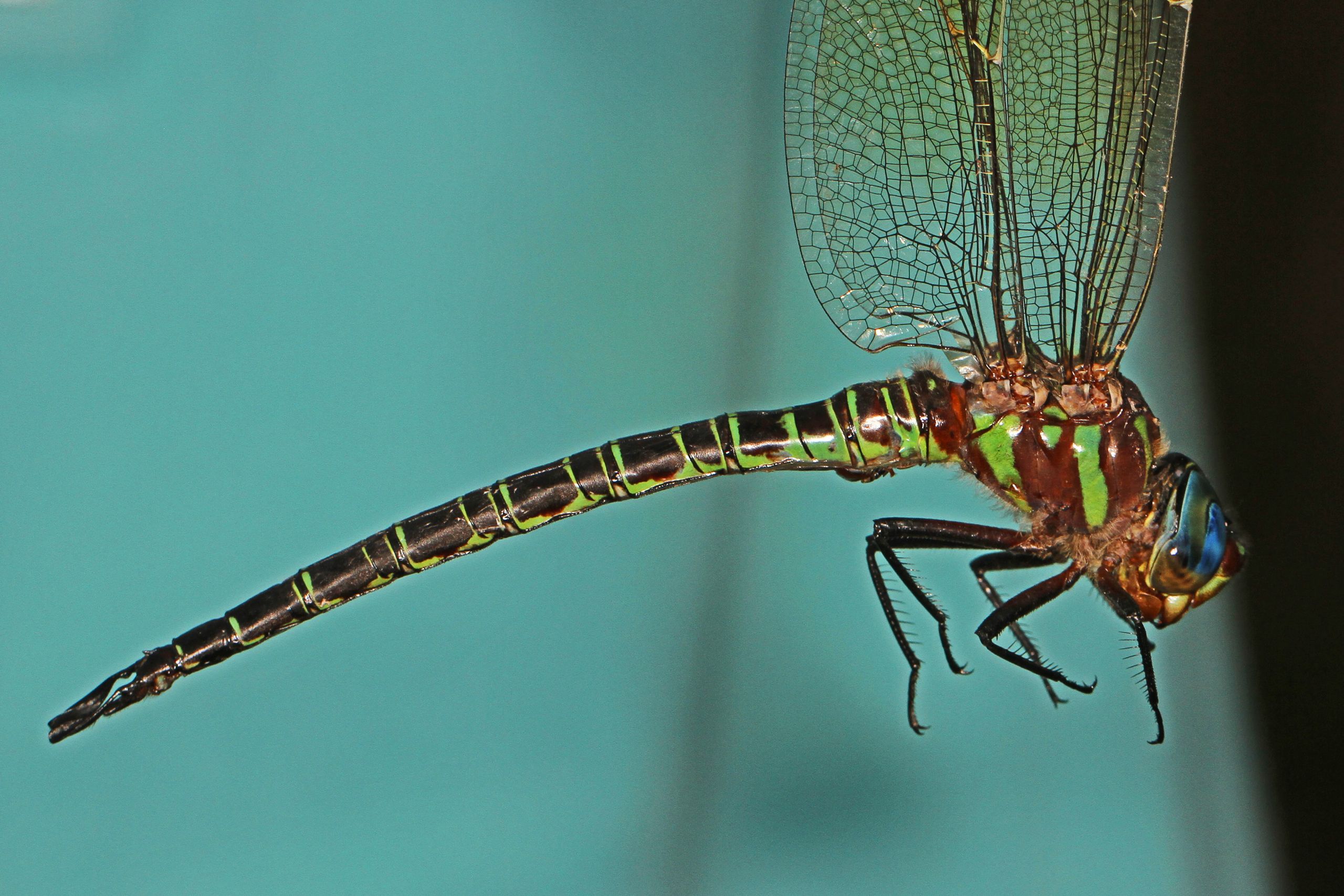 Swamp Darner Epiaeschna heros Merrimac Farm Wildlife Management Area Aden Virginia