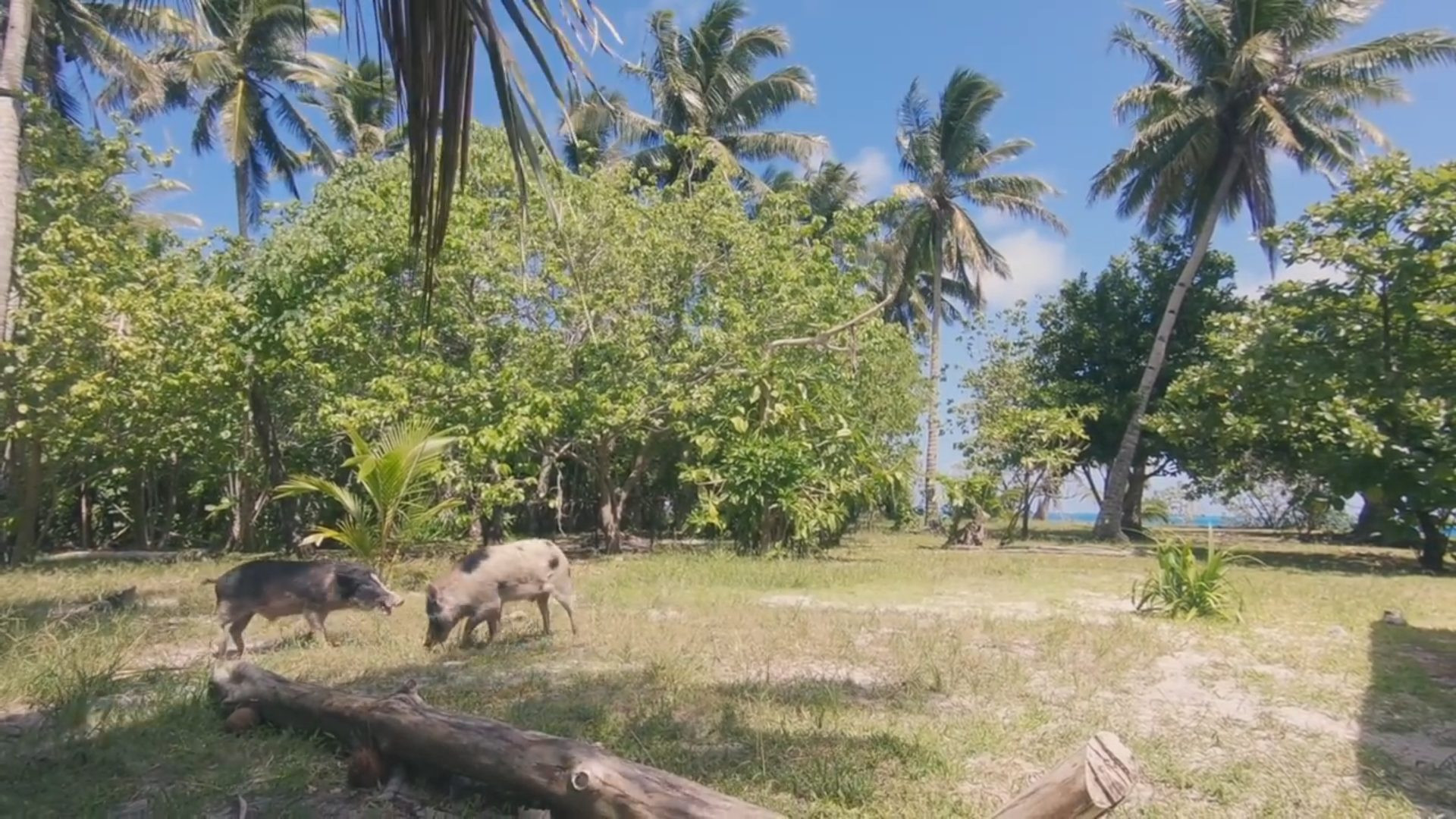 Pigs on Wallis island