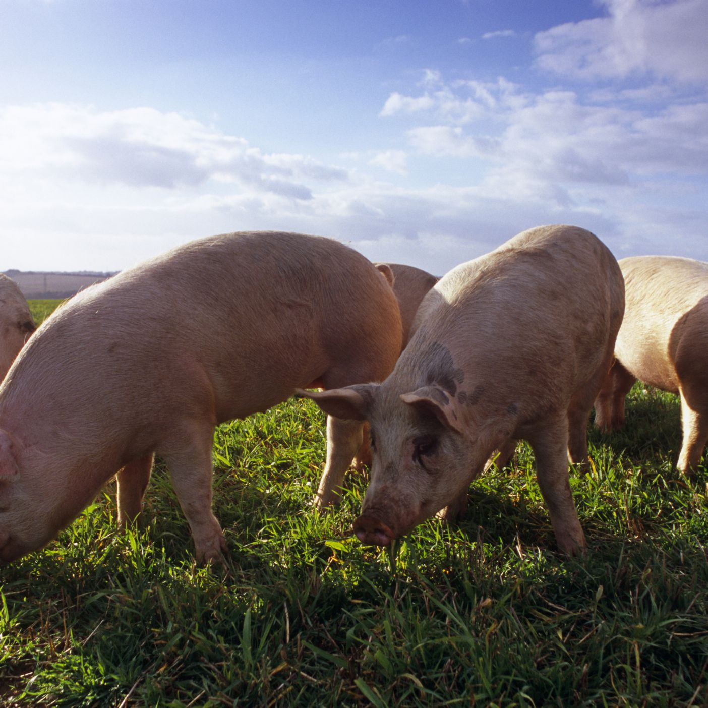 Farm Animals Pigs Piglets