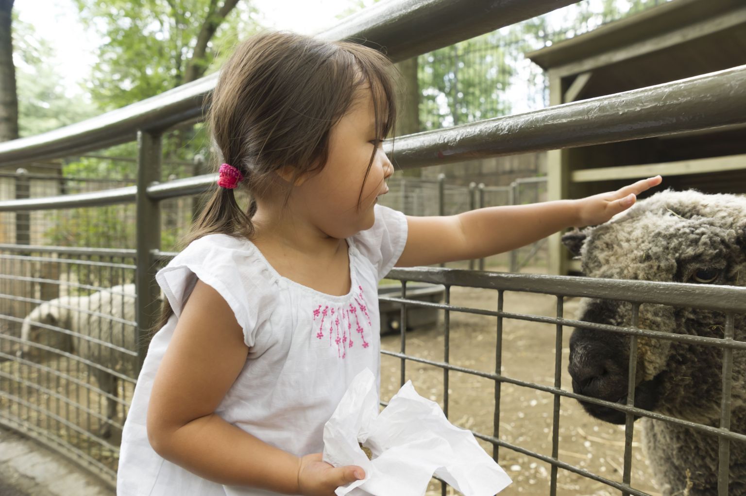 7 Farm Animals Preschool Baby - AMP