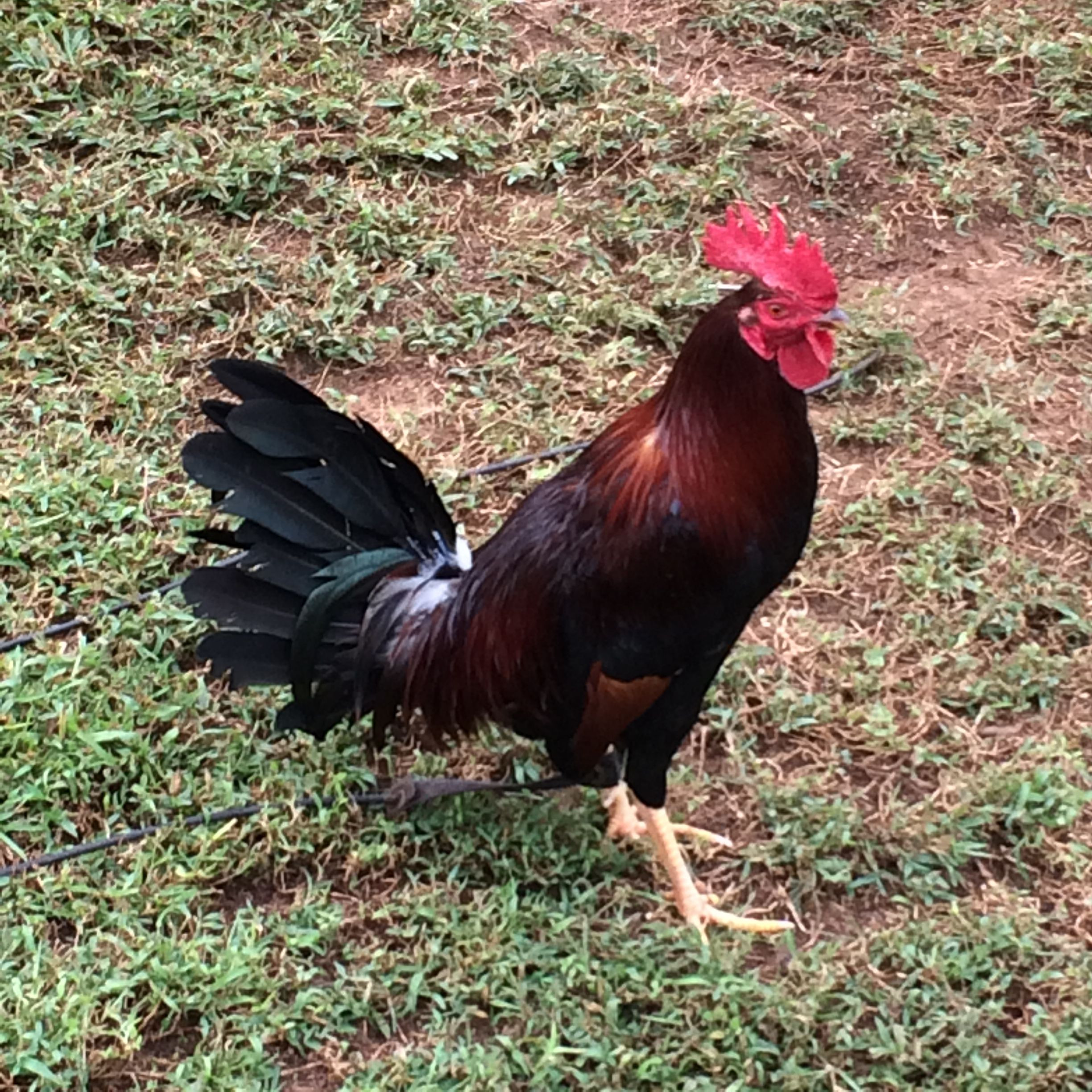 Farm Animals Preschool Chicken