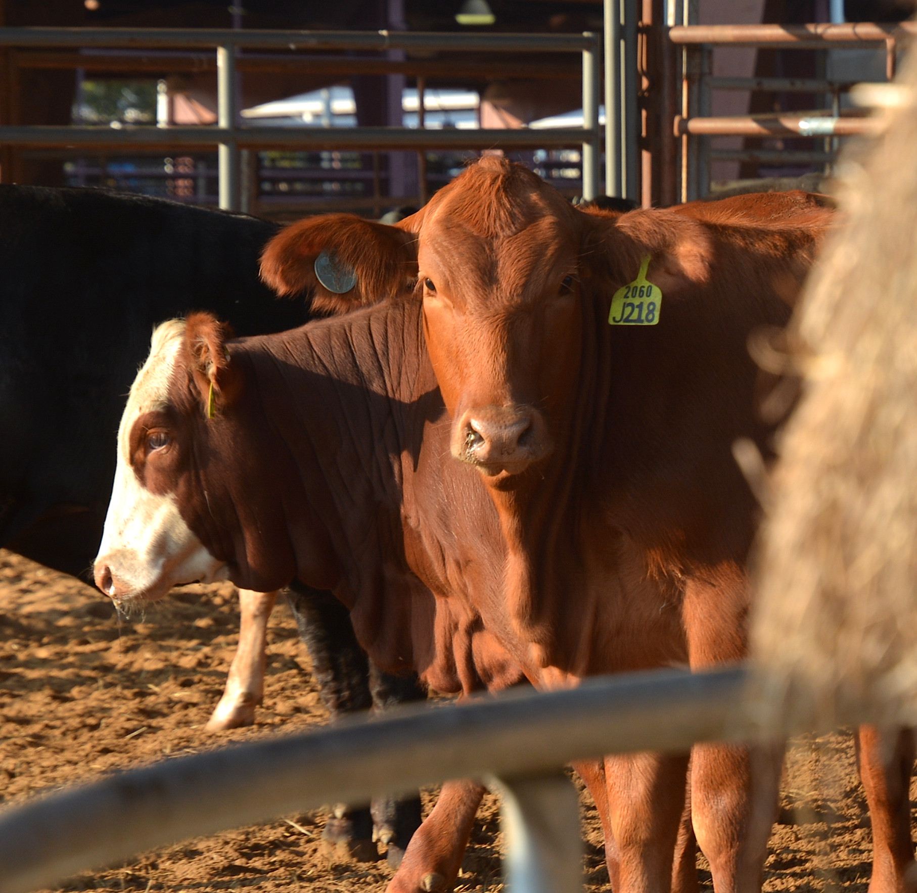 Farm Animals Preschool Cow