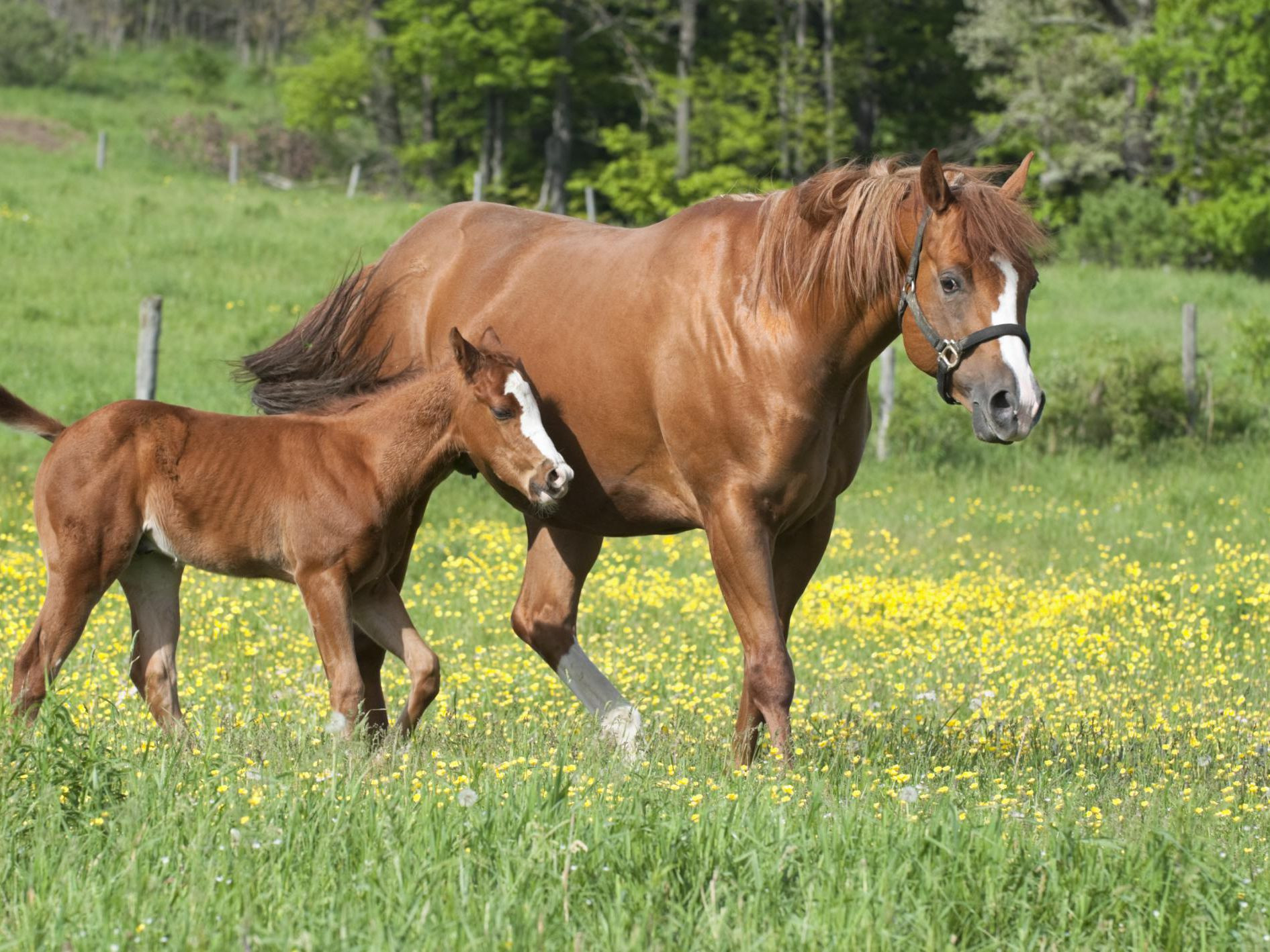 Farm Animals Preschool Horse