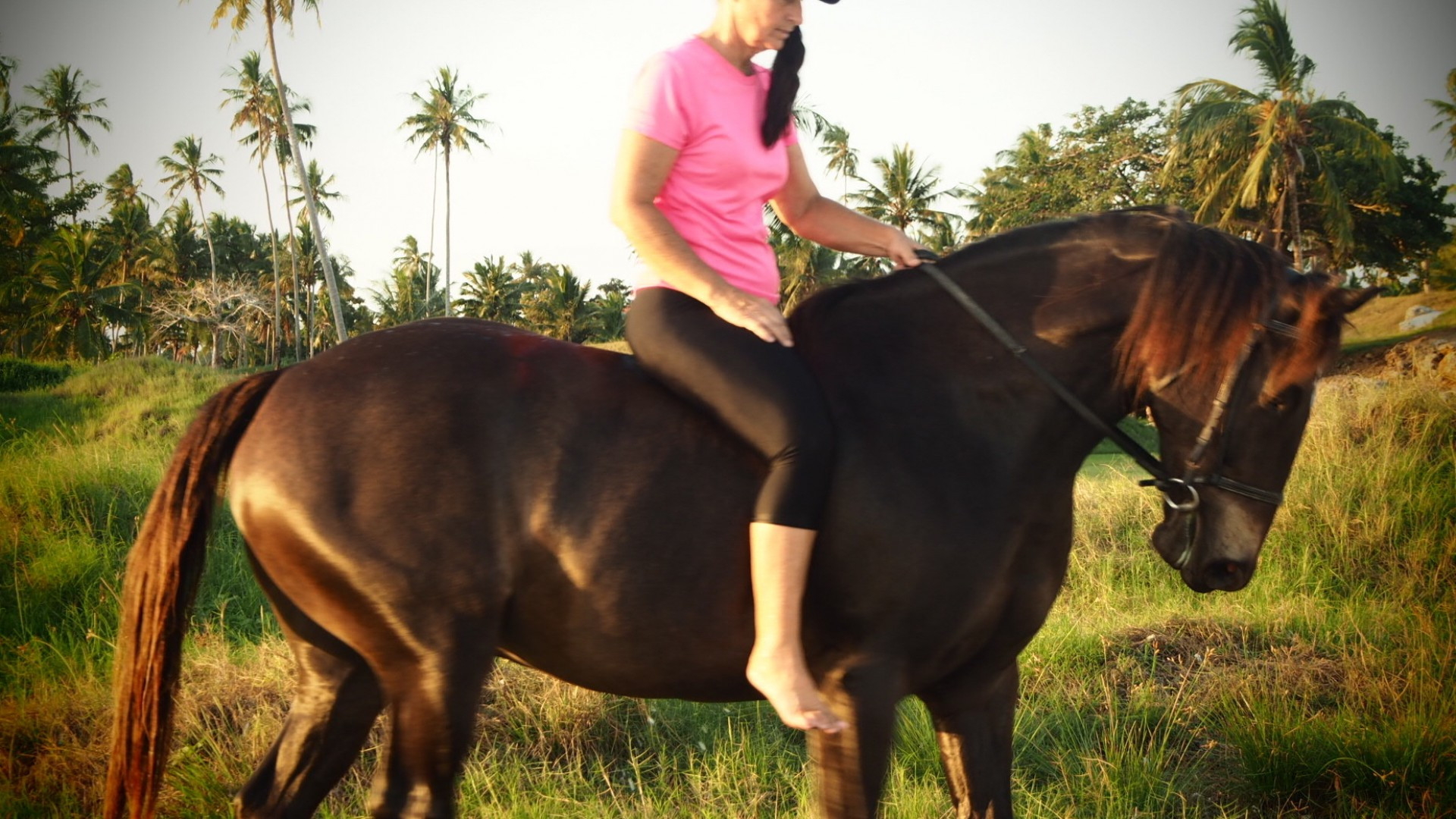 Farm Animals Preschool Horse