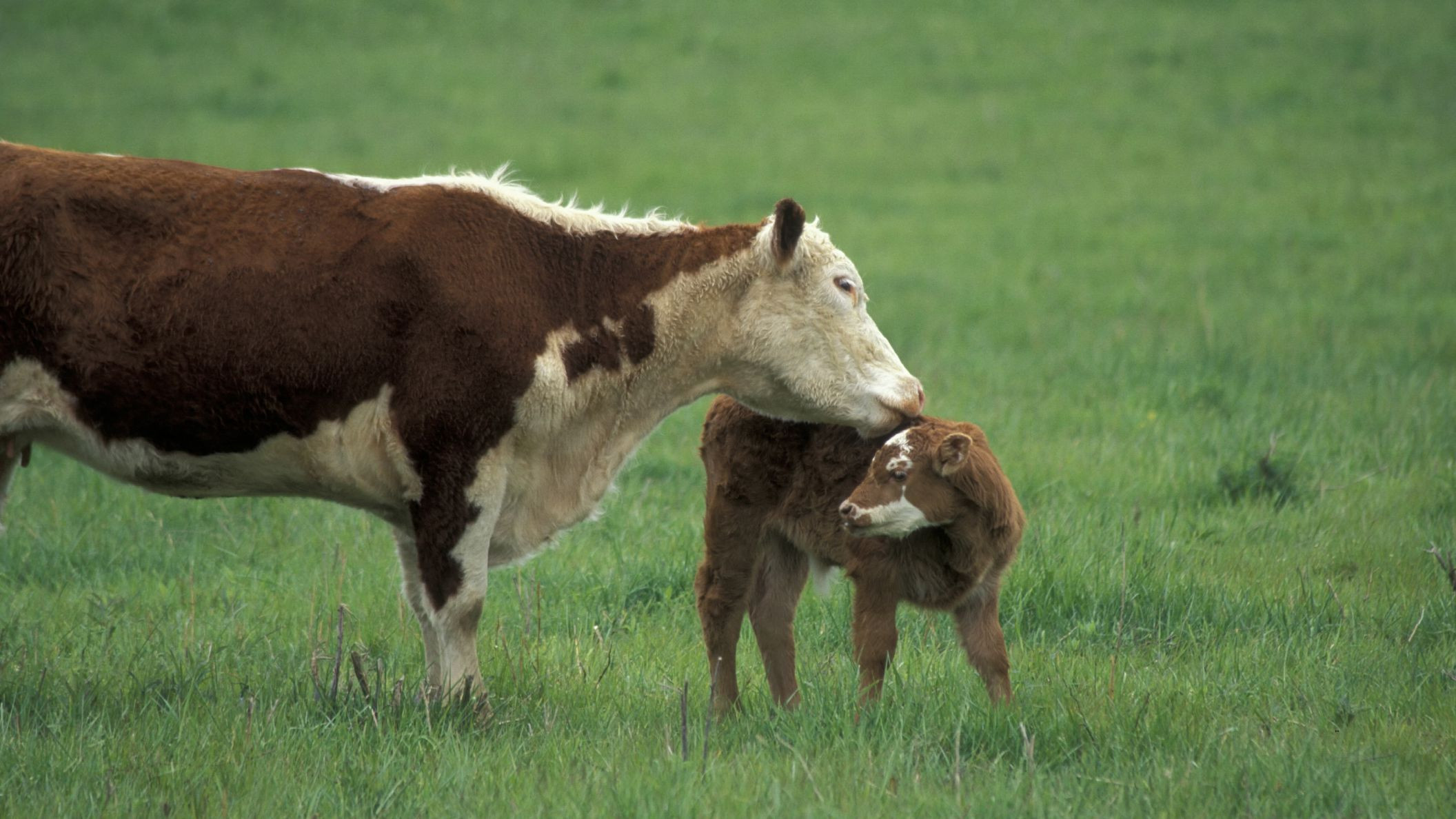 Farm Animals Preschool Poem