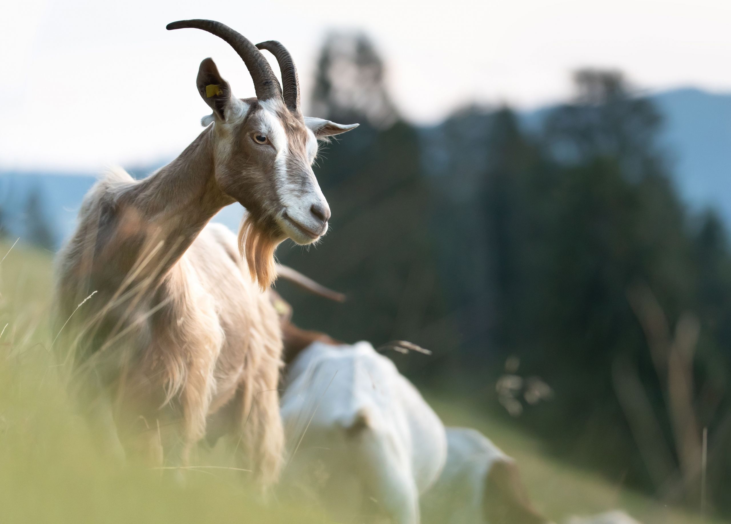 close up of goat on pasture 5c3e e0fb ab3e