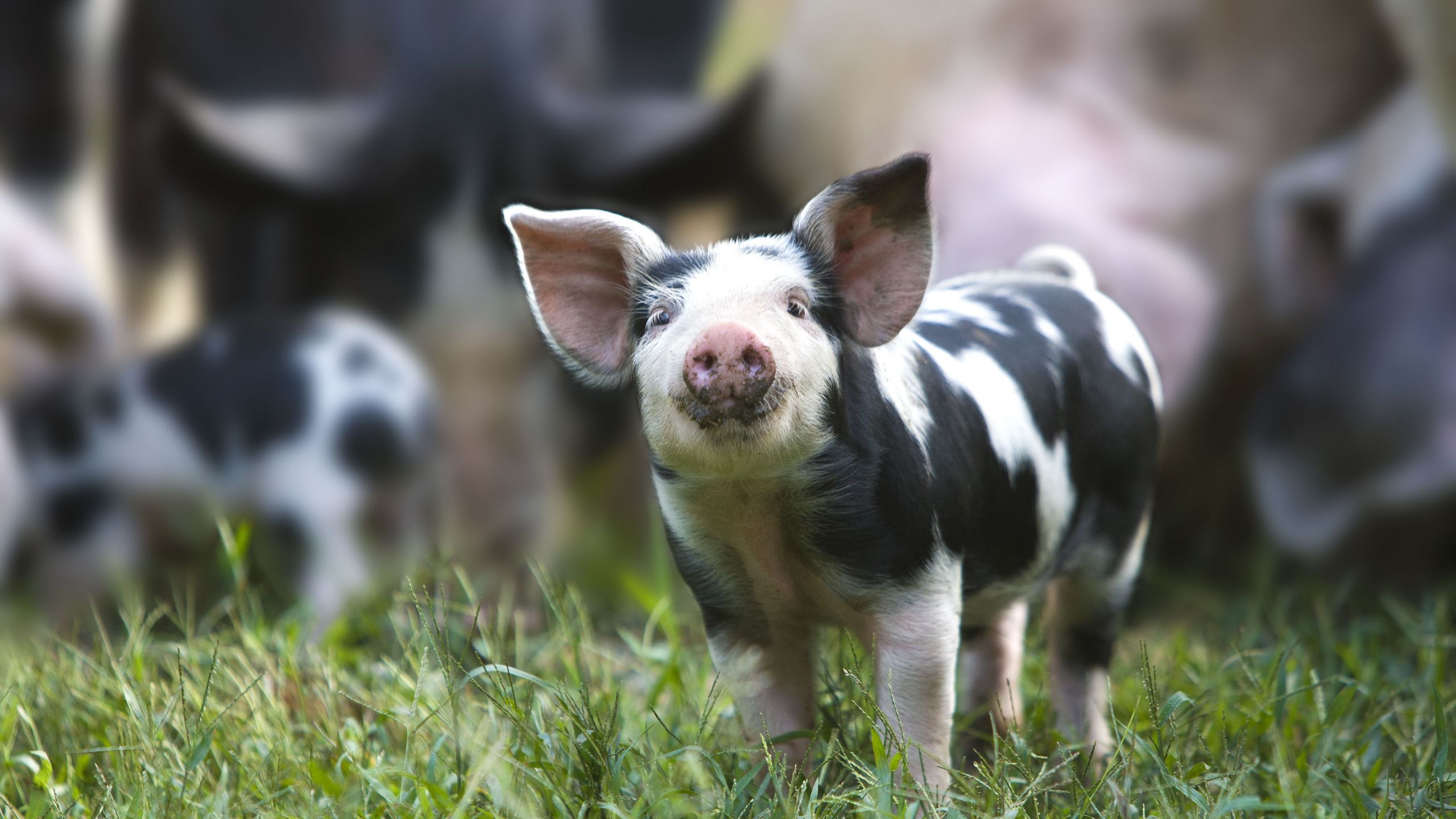 Farm Animals Preschool Projects