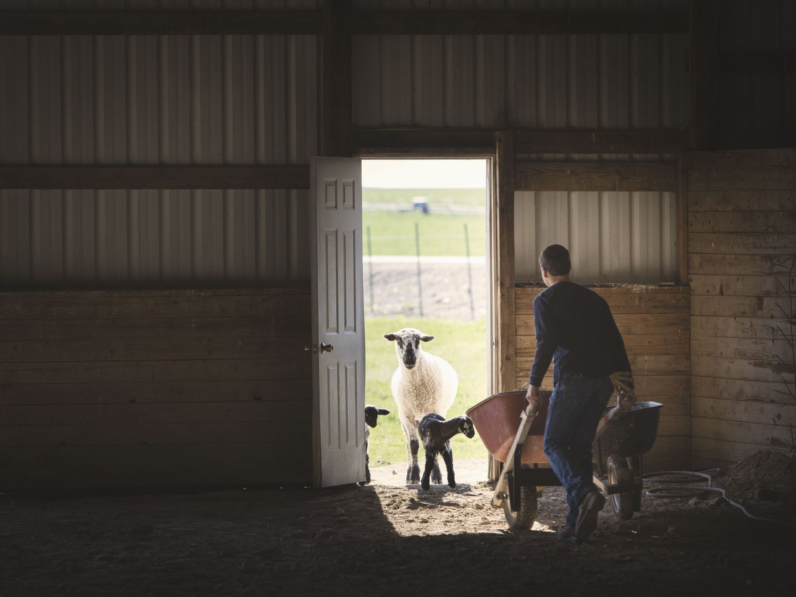 mixed race boy pushing wheelbarrow to sheep in barn e05f9b a267b39