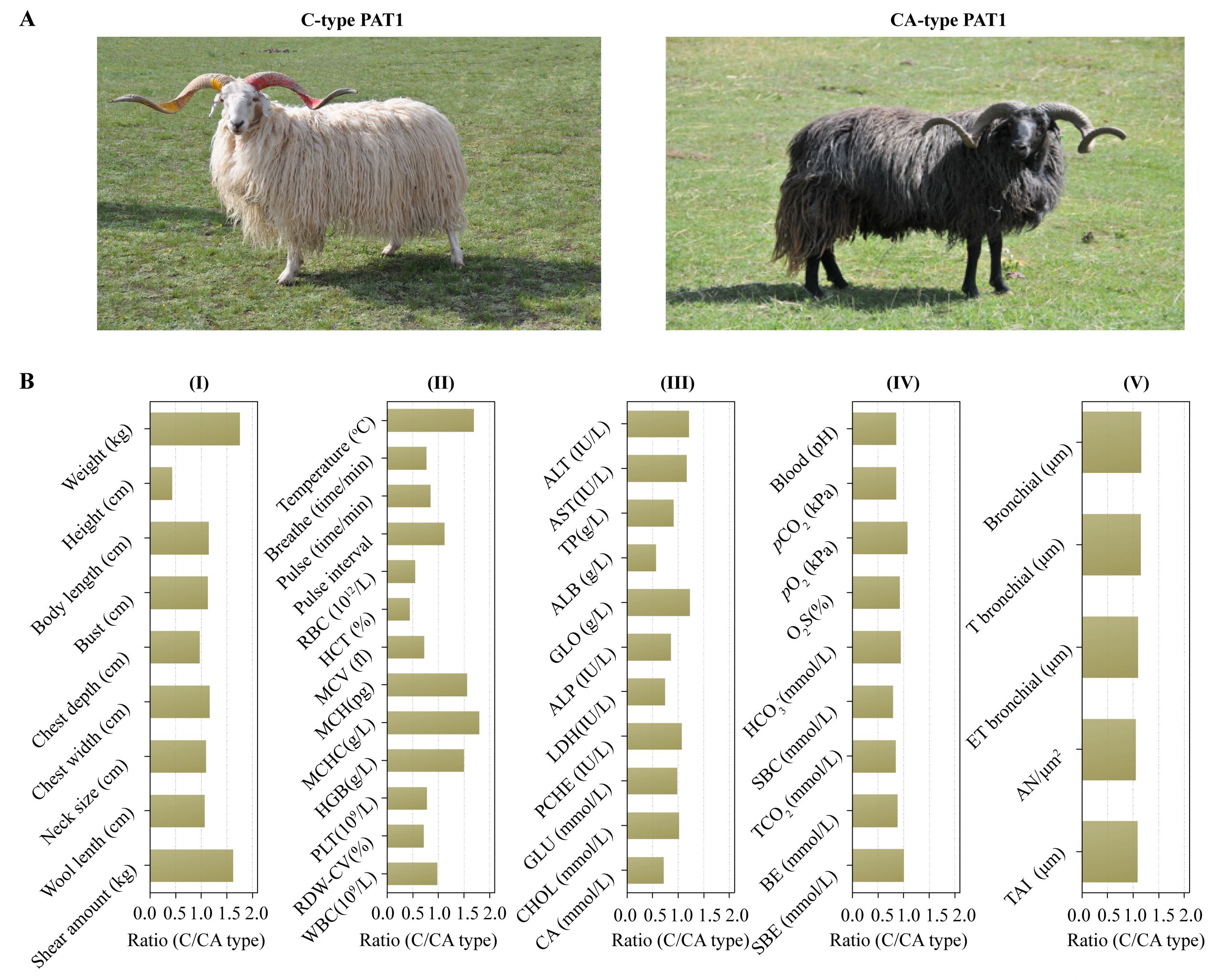 Farm Animals Preschool Sheep