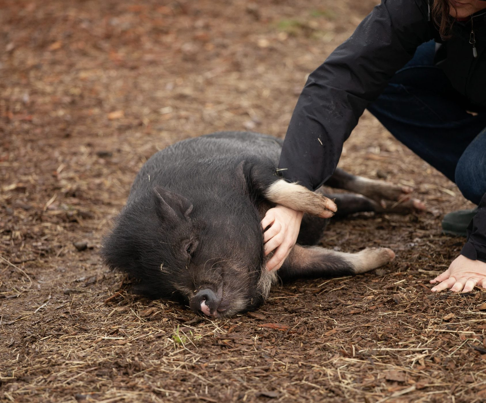 Farm Animals Preschool social Emotional