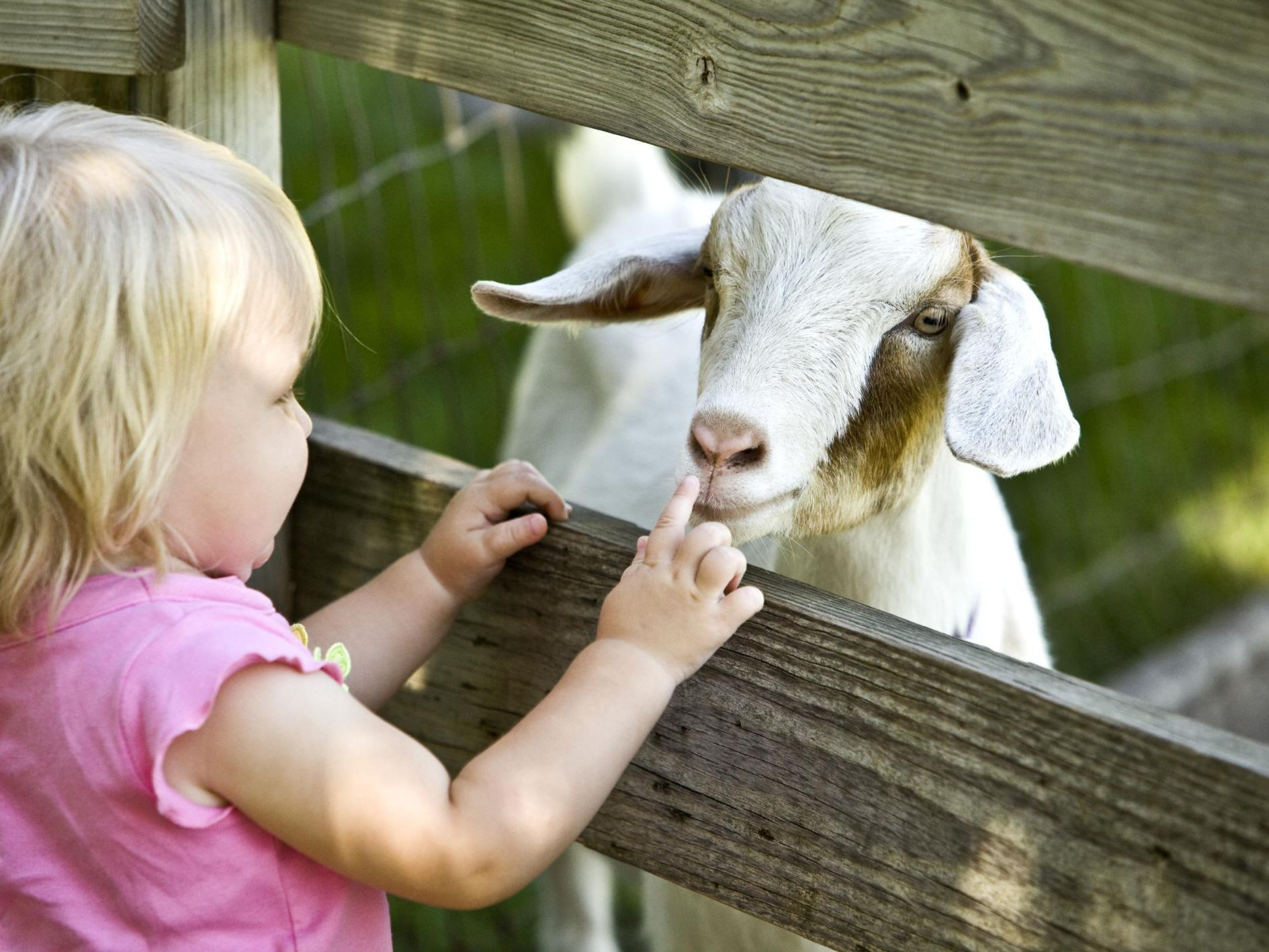 Farm Animals Preschool the Zoo