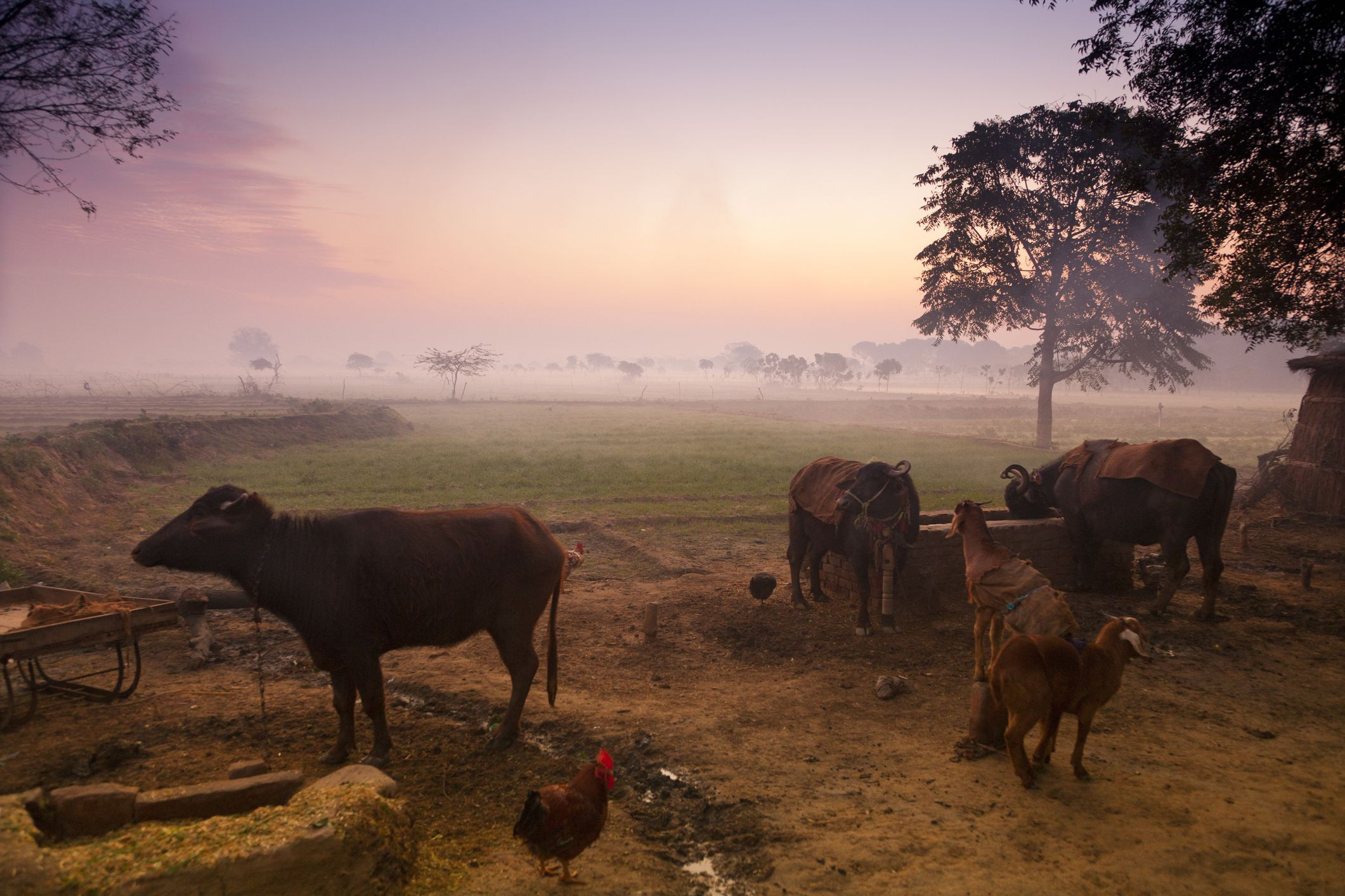 Farm Animals Project for toddlers