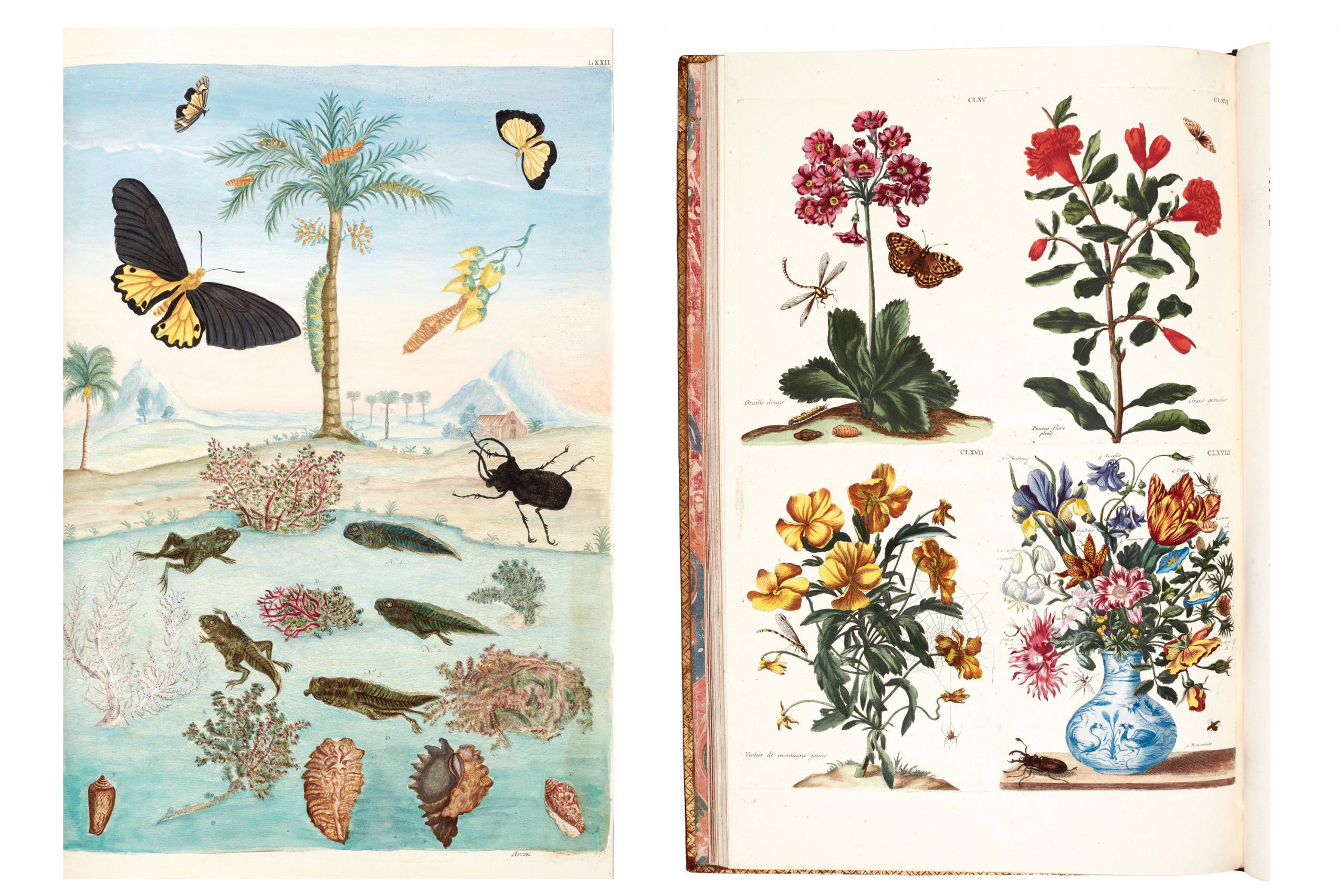 merian and rabel histoire generale des insectes de surinam et de toute leurope 1771 3 volumes