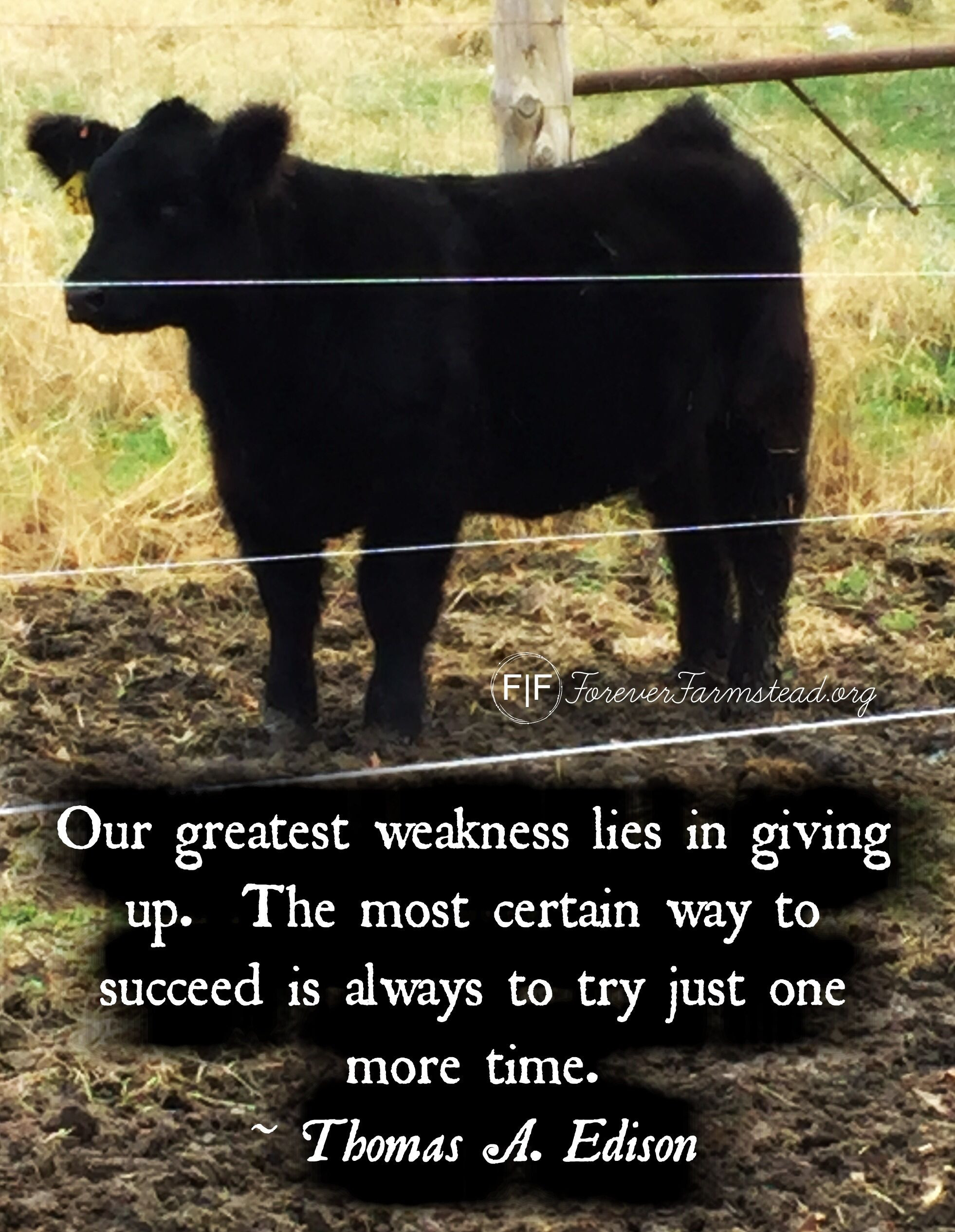 Farm Animals Quotes Calves