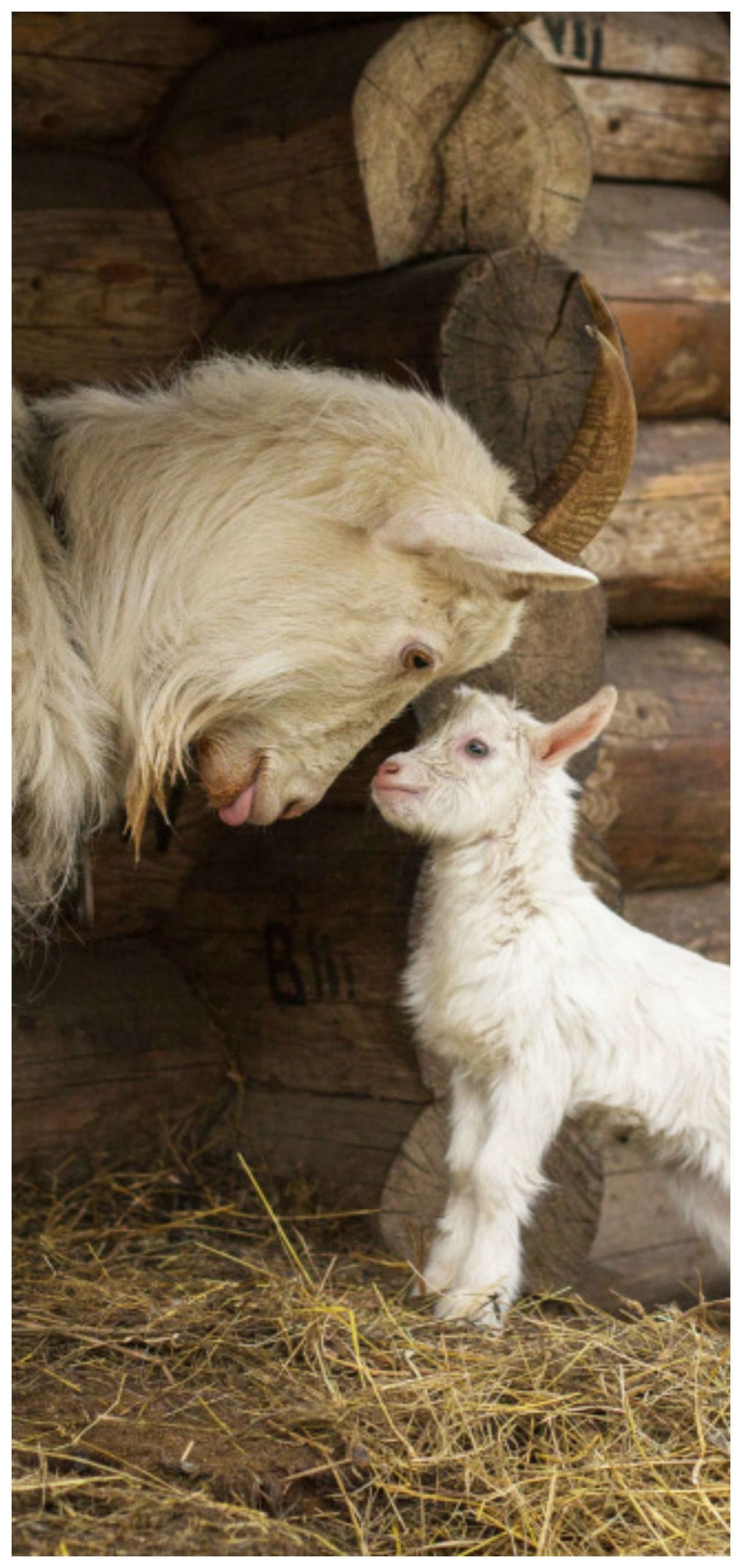 Farm Animals Quotes Goats
