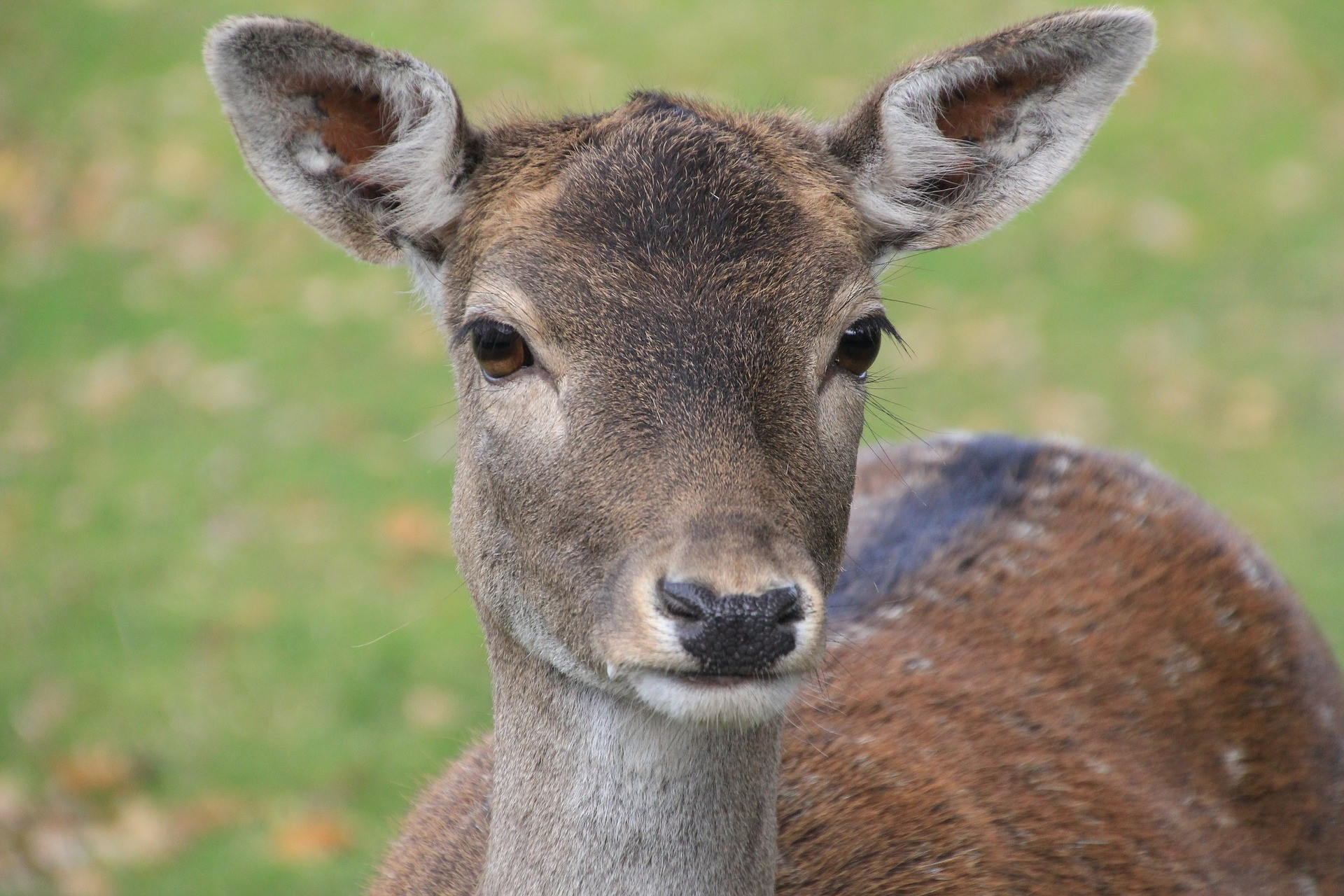 roe deer 1920