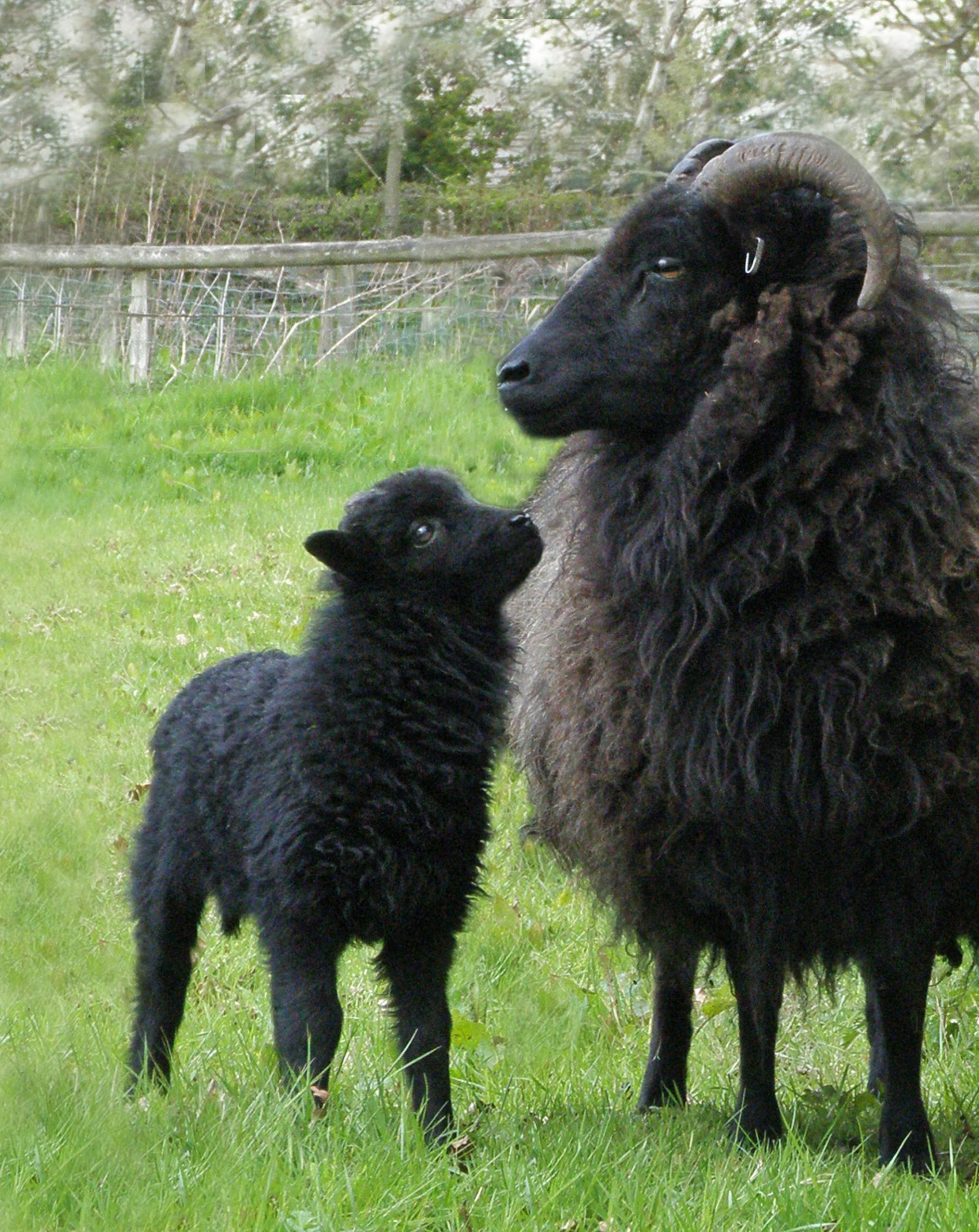 Farm Animals Quotes Sheep