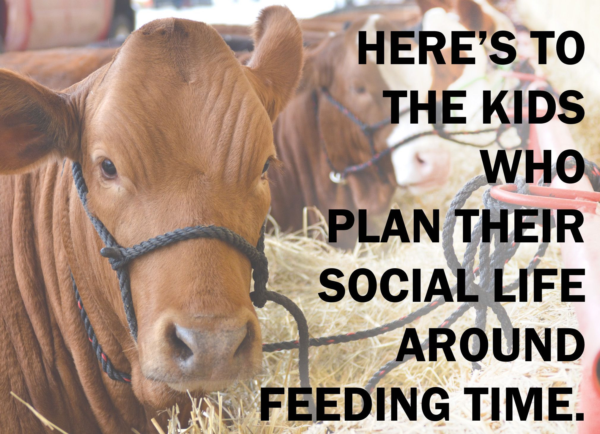 Farm Animals Quotes Truths