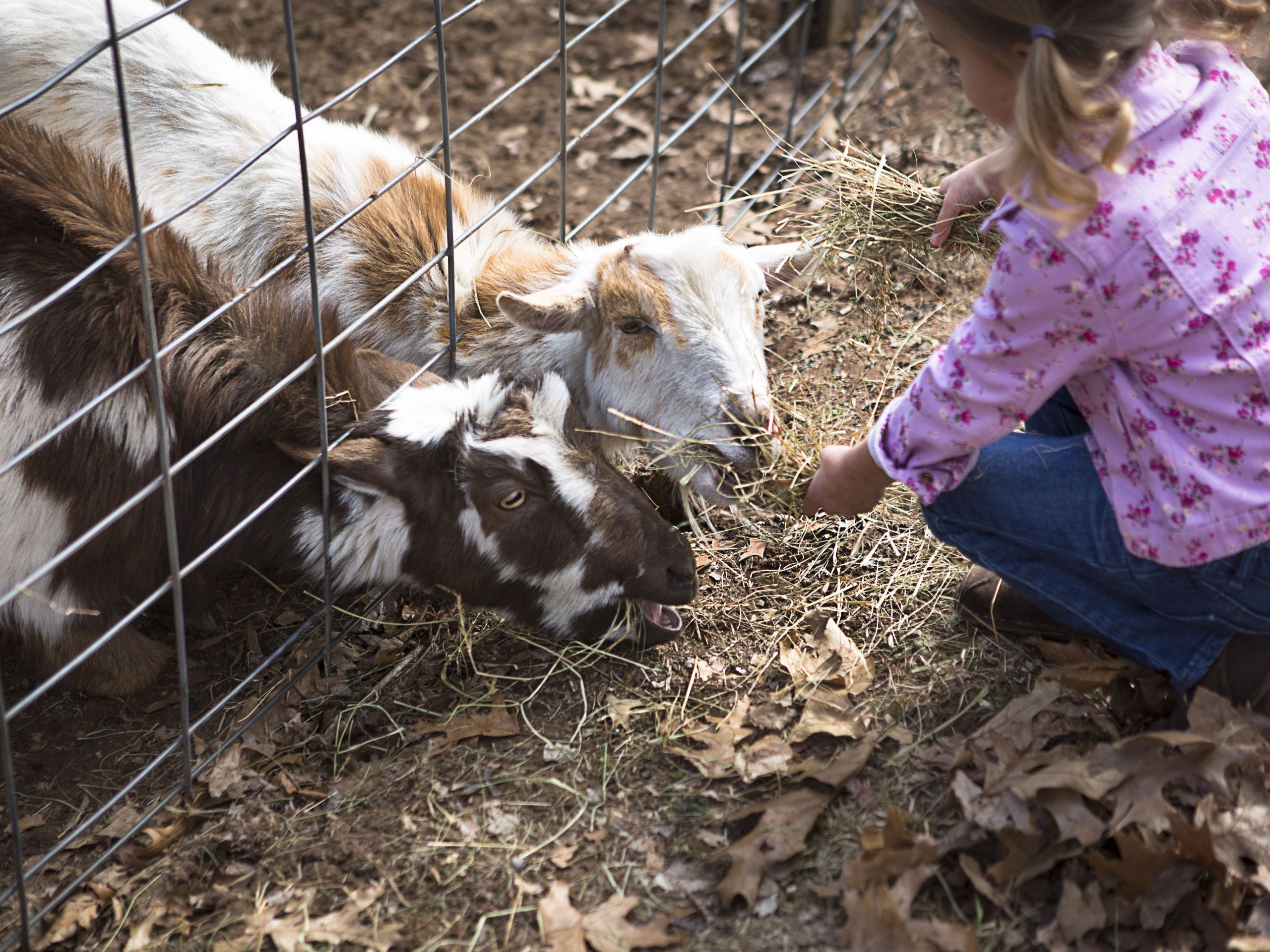 young girl feeding goats underneath fence 579fabae3df78c3276b769b7