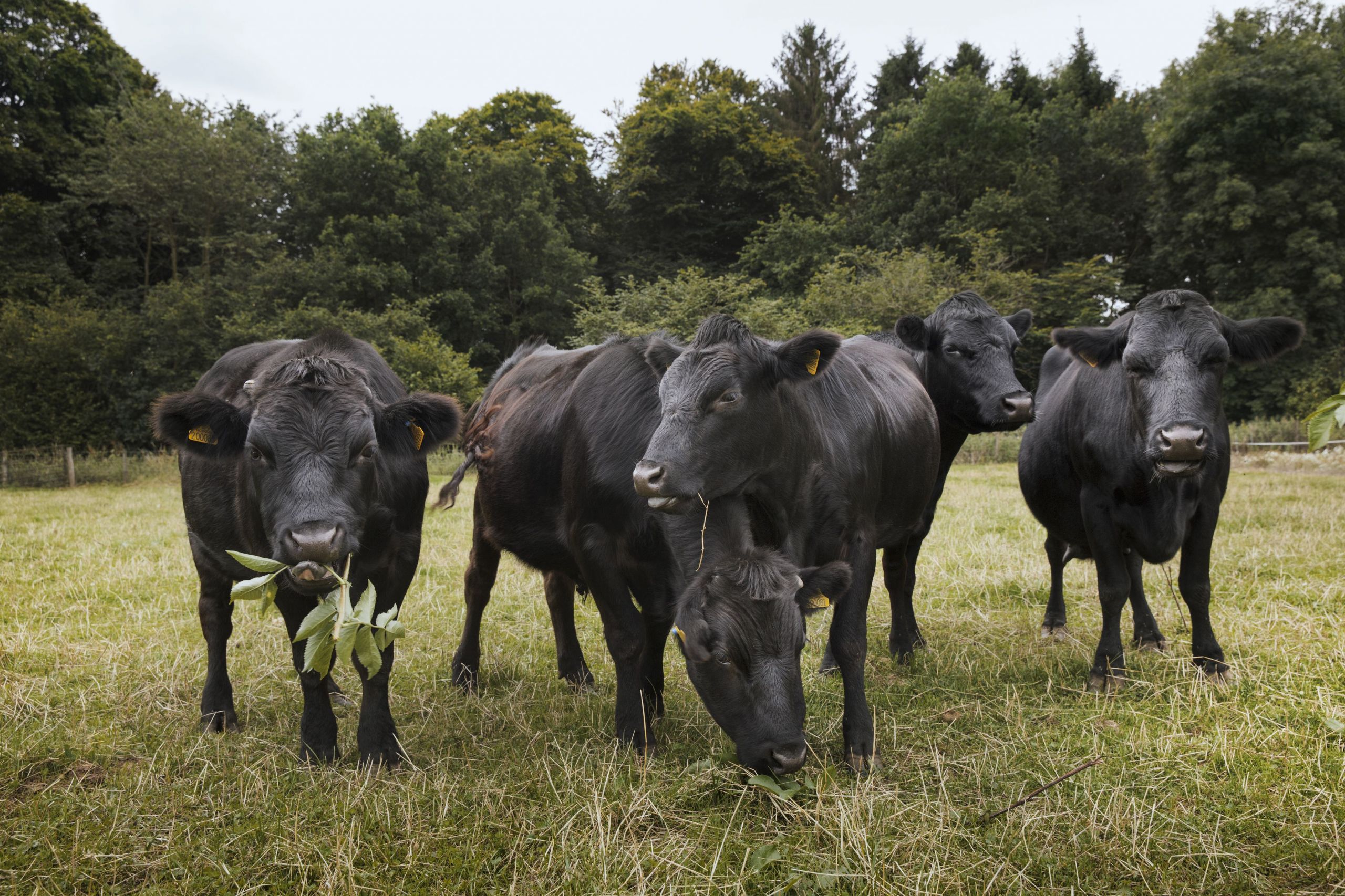 small herd of dexter cattle on a pasture 59ed39e3b501e cd9