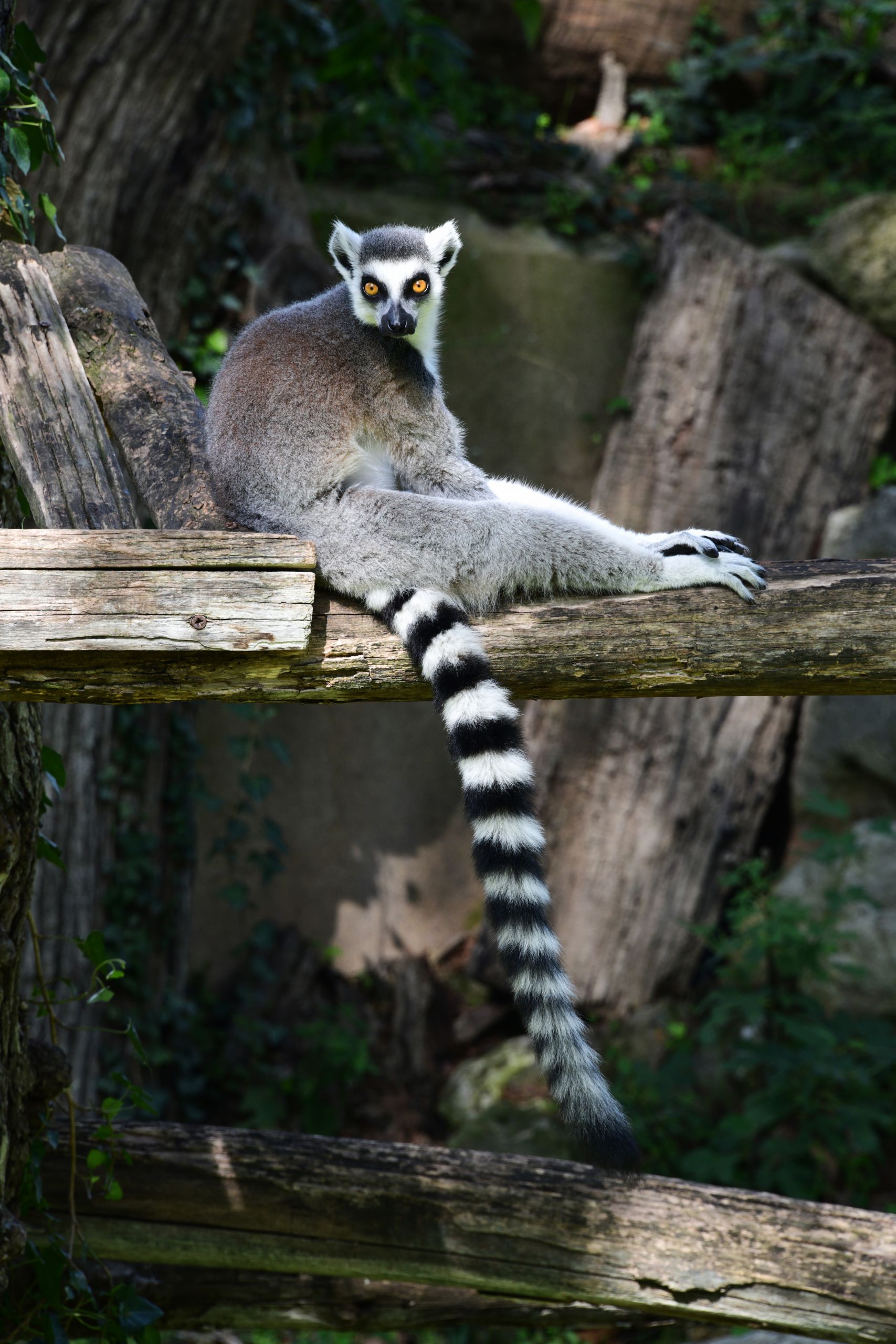 Lemur catta 2018