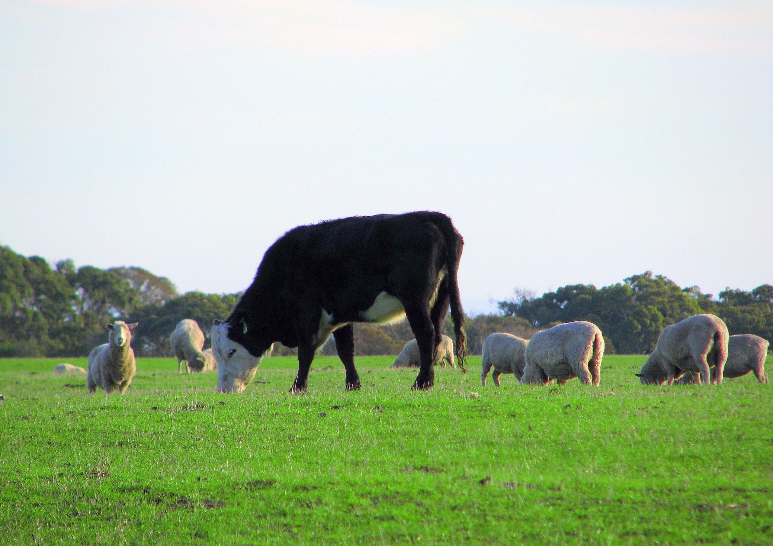 Farm Animals Sheep