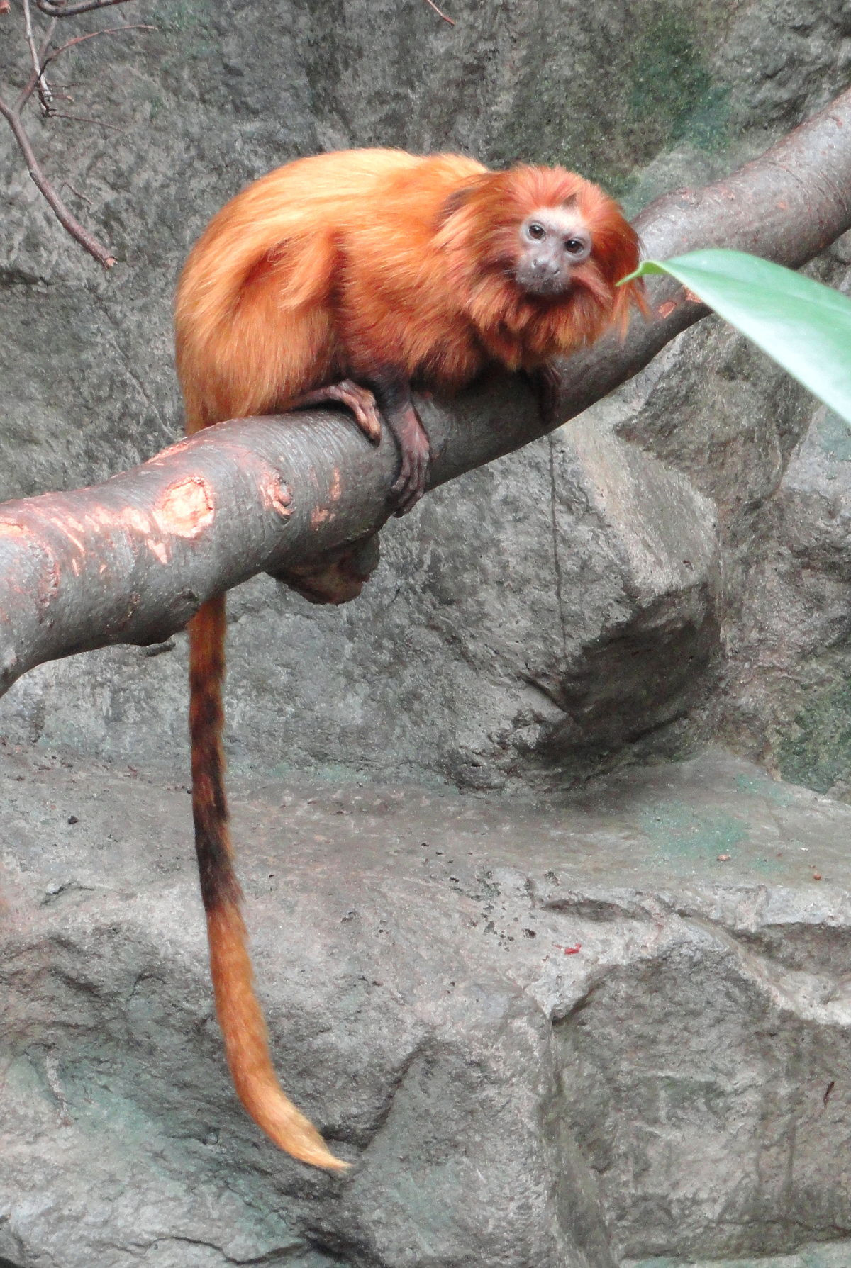 1200px Leontopithecus rosalia Copenhagen Zoo DSC JPG