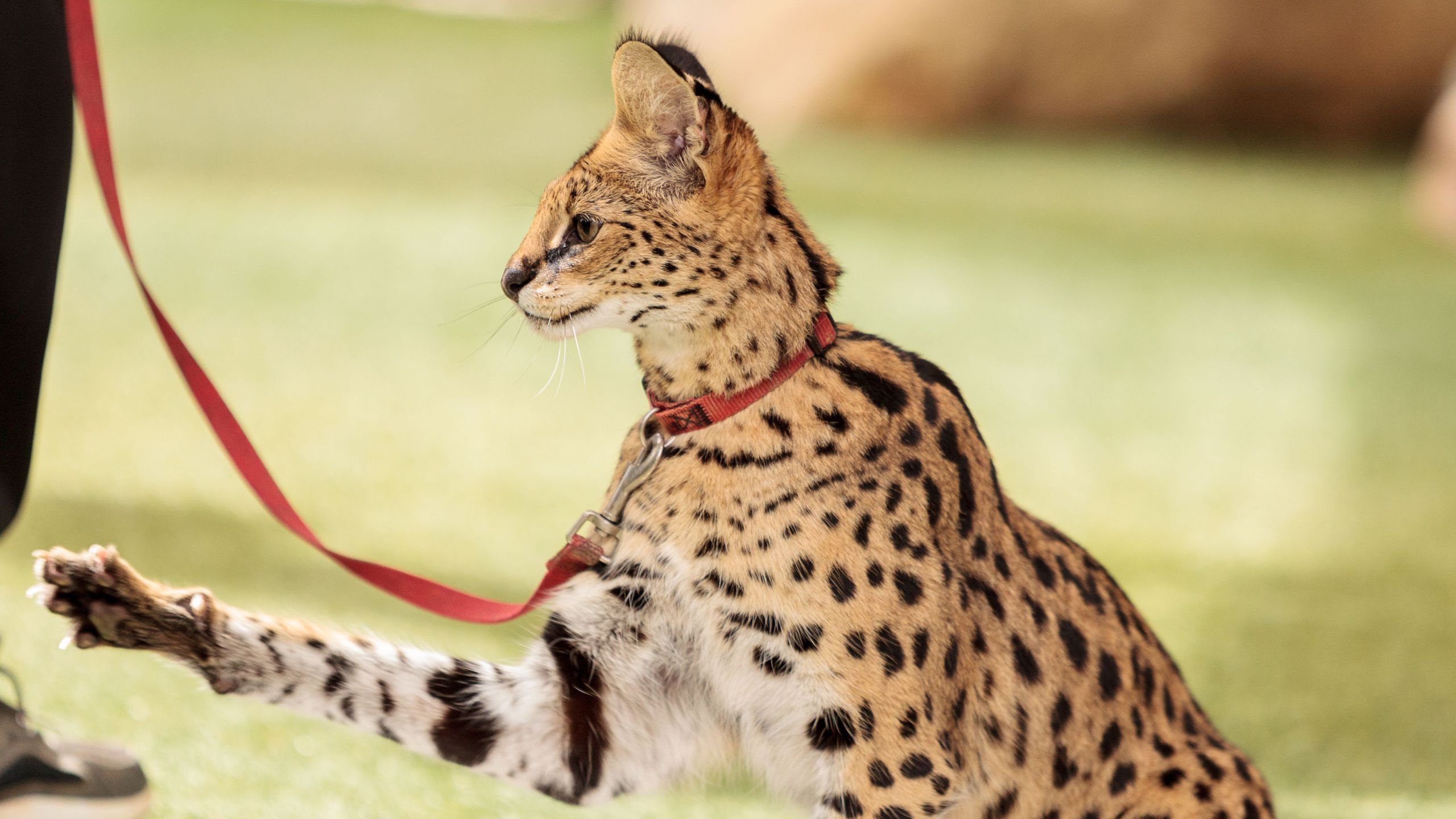 close up of leptailurus serval on field 5a8c5ce71d fa