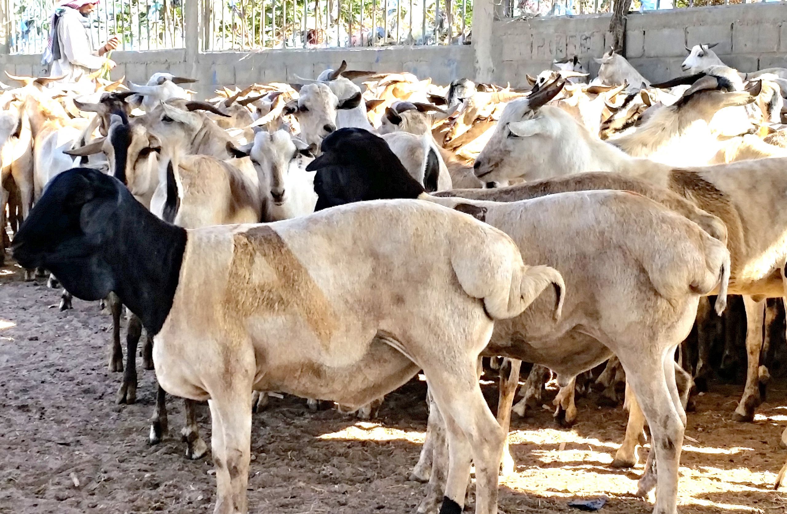 somalia hargeisalivestockmarket fat tailedsheepforexport cropped