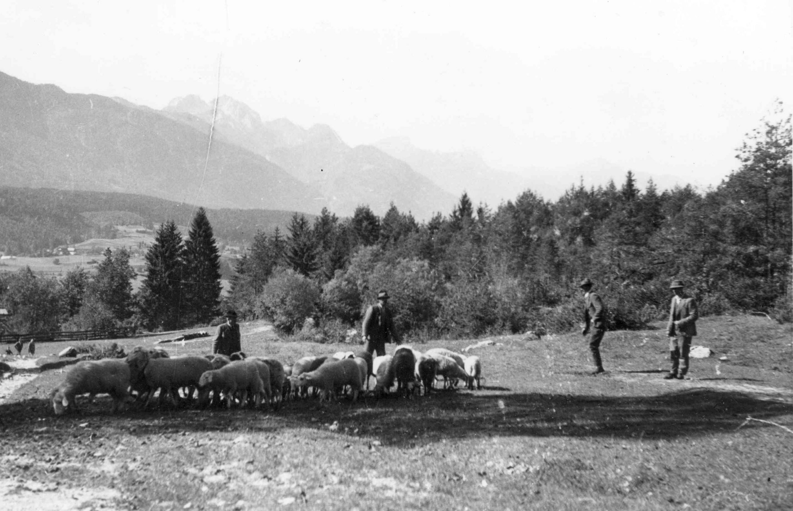 Ovce pri kuot cu poganjajo jih nazaj v kuot c od koder so ušle v Borljah 1951